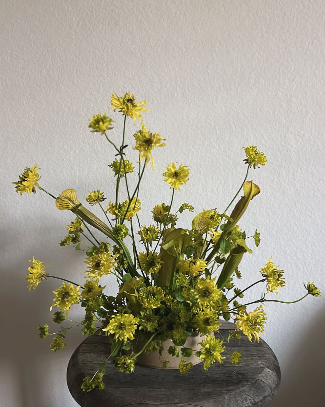 WDYM you’re a ranunculus and a carnivorous flower for Halloween?