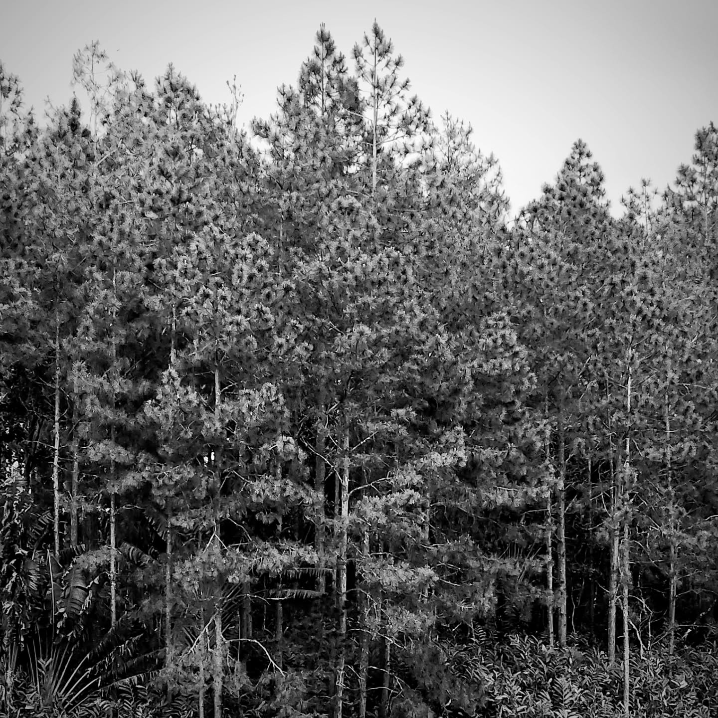 Hiking, a beloved pastime today, has deep roots in human history. From ancient times, humans walked vast landscapes for survival—hunting, gathering, and exploring new territories. But hiking as a recreational activity truly began in the late 18th century during the Romantic era, when people sought solace and inspiration in nature’s beauty. 🌿
With the rise of national parks in the 19th century, particularly in the U.S. and Europe, hiking trails were established to connect people to breathtaking landscapes. Figures like John Muir, who advocated for the preservation of wilderness, made hiking a symbol of peace and reflection in the natural world. 🌍
Today, whether on mountain peaks, forest trails, or coastal paths, hiking continues to evolve. It’s more than just an activity—it's a way of reconnecting with the Earth and ourselves. 🏞️
#HikingHistory #NatureLovers #Trailblazers #ReconnectWithNature #ExploreTheOutdoors