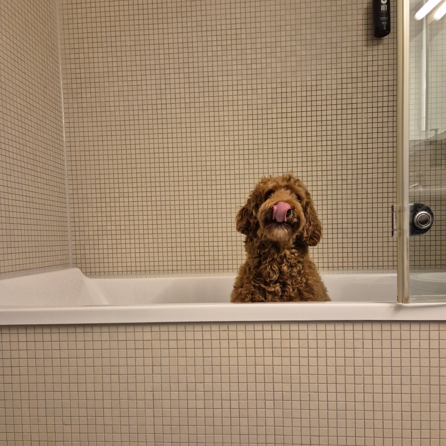 Odie 💖
#hundefrisör #hundefriseur #hundefreunde #hundeliebe #hundeaufinstagram #vorhernachher
#doggroomer #doggrooming #dogglowup #doglove #cutedog #bevorandafter #smallbusiness #doodle