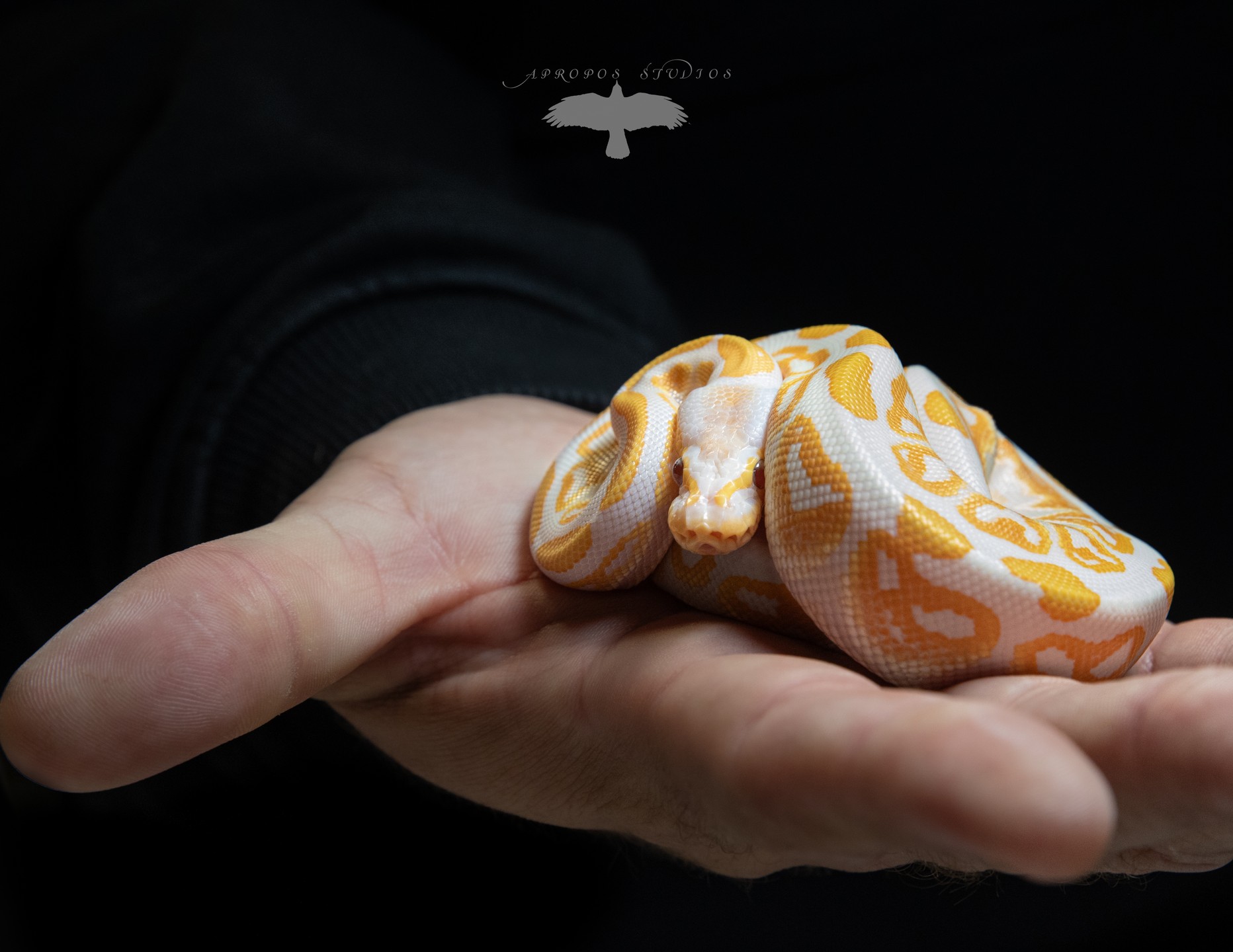 Bring me back to the @sloreptileexpo and the stunning reptiles, amphibians and creepy crawlies!
#reptiles #reptile #reptileexpo #madonnainn #centralcoast