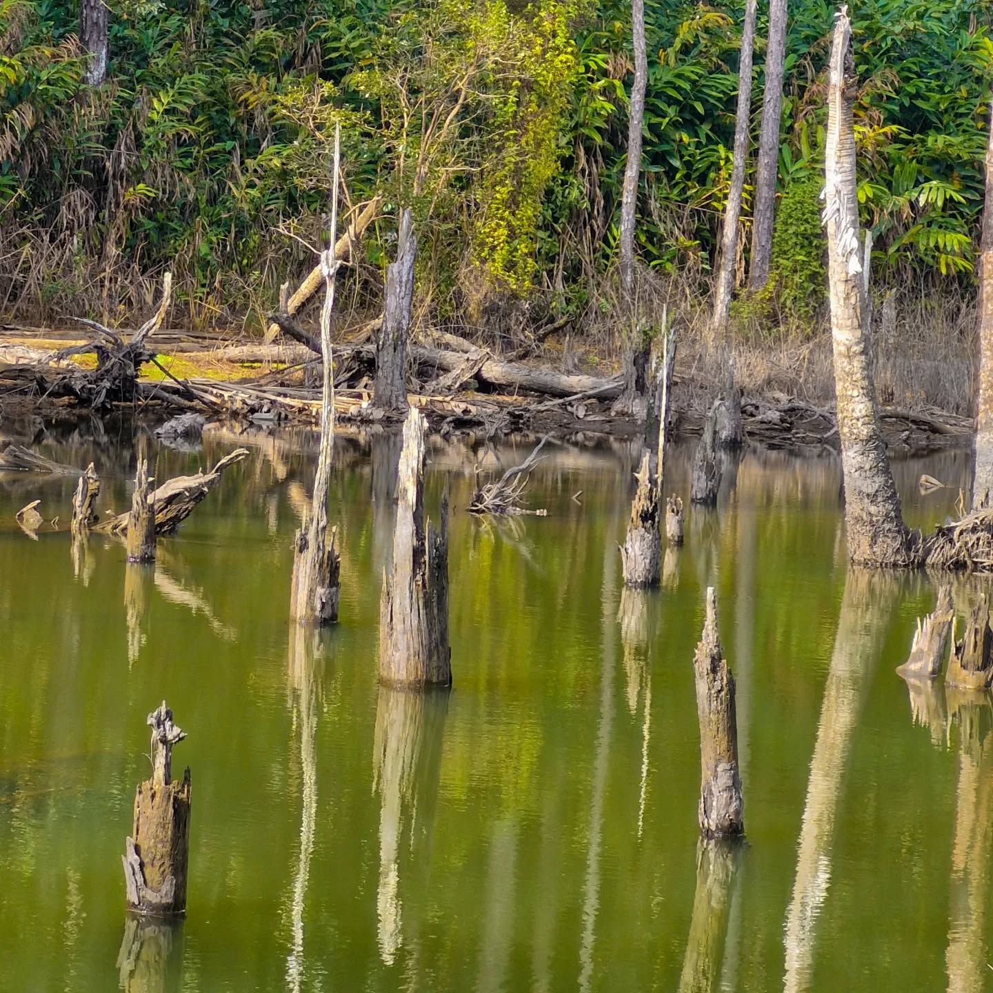 The Hidden World Below: Beneath the lake's shimmering surface lies a bustling community of fish. Each species plays a unique role in maintaining the delicate balance of this aquatic ecosystem.
#mauritiuslakes #livingspecies #aquaticplants #aquaticfish