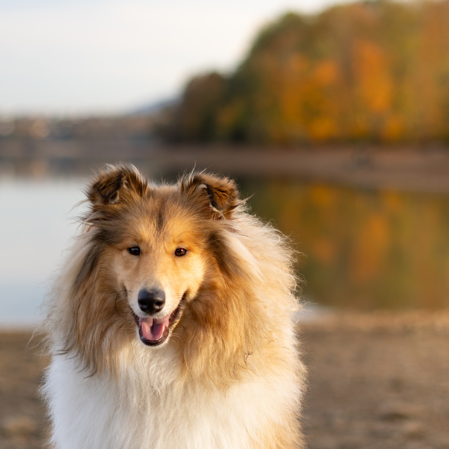 Krásný den u vody s naším chlupatým přítelem! 🌅 Chloe si dnes užívá procházku u jezera a krásné podzimní barvy kolem ní. 🍂🍁 V Lake View Dog Hotel dbáme na to, aby naši hosté měli dostatek času v přírodě, čerstvý vzduch a spoustu dobrodružství. 🐕💛
Dopřejte svému pejskovi radostné procházky a péči u nás. Rezervujte mu pobyt ještě dnes! 🐾