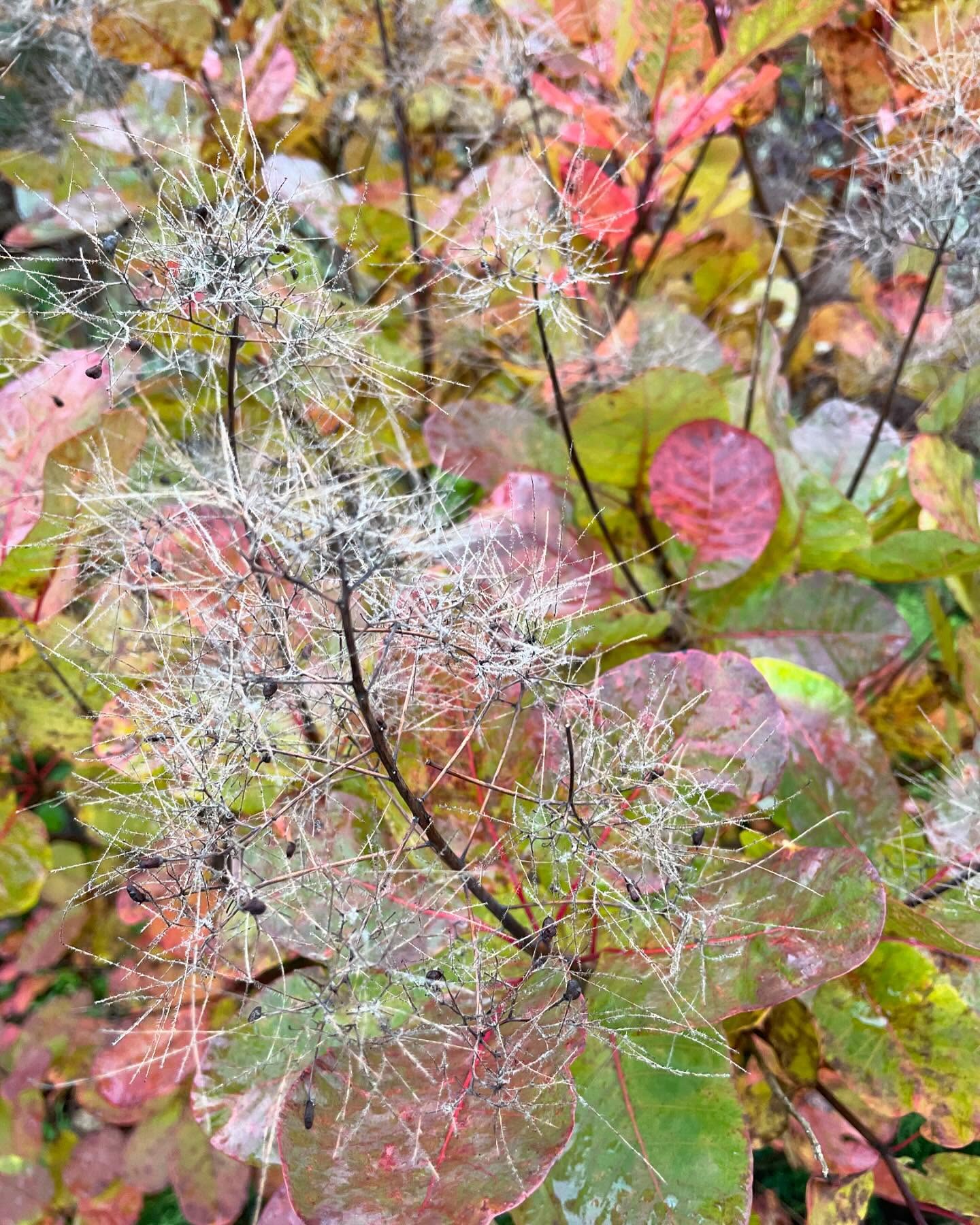 The last bit of "smoke" on Cotinus "Young Lady" - my favourite smoke bush . I'm relishing the last flourish of color in the garden - even as it all starts to blow away.