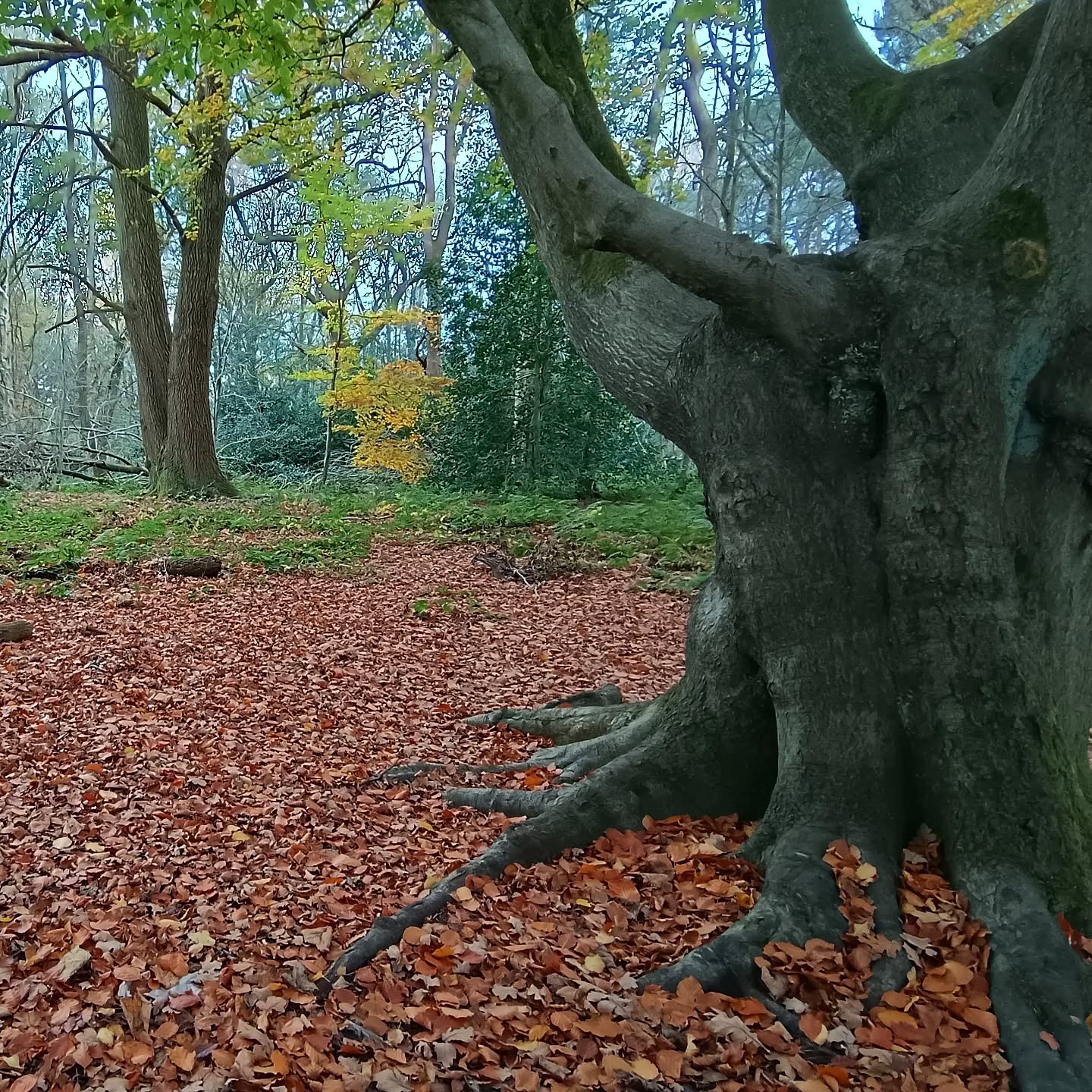 I started today with an early morning, autumnal walk in the woods with my best friend. Deep conversations with the beautiful backdrop of nature all around us. Love the bogart we noticed. He reminded me of the late great Kenneth Williams. 🖤We saw a kingfisher skim the water and I picked a perfect red leaf for my daughter: a reminder of the tree she posed under in her little yellow wellies and cute mac when she was tiny. Happy days.
#walksinthewoods #naturesbounty #walkinnature #naturalbeauty #artinnature #artallaroundus