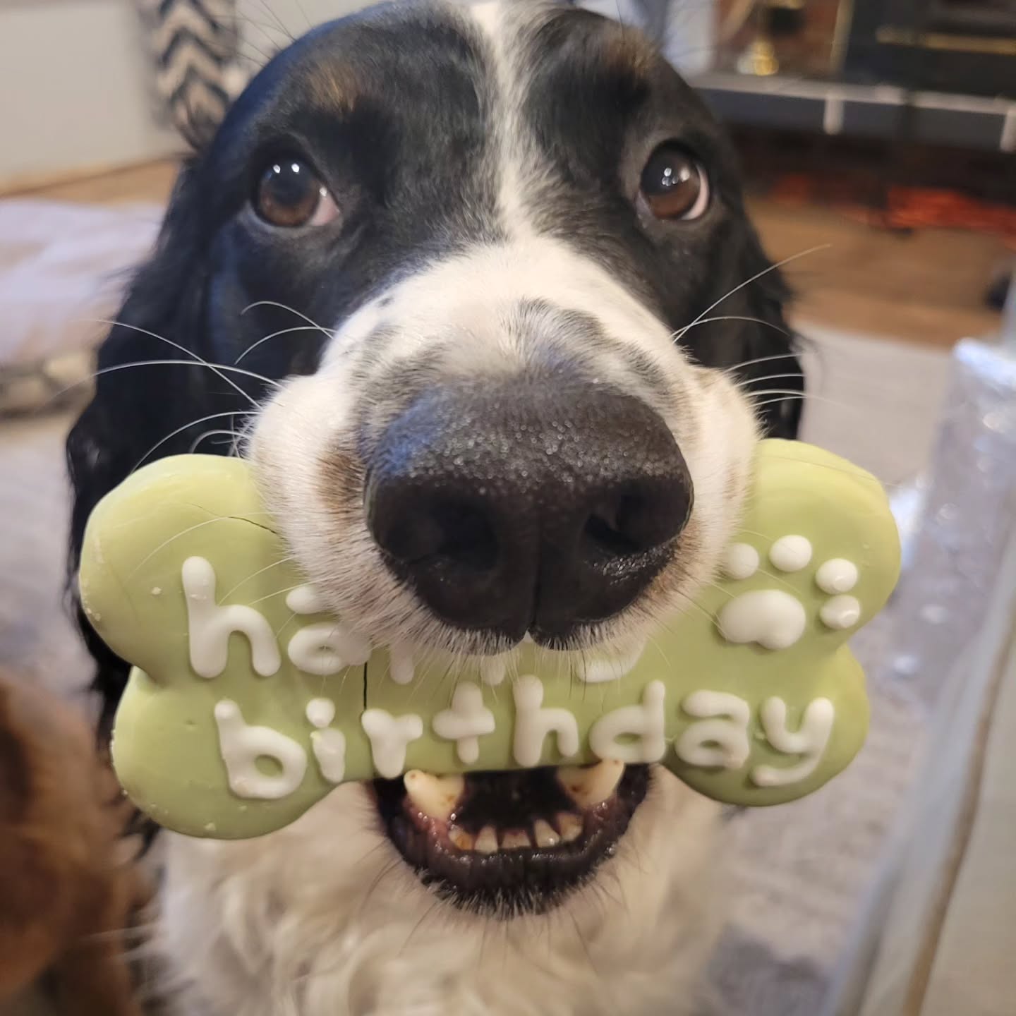 Happy 6th Birthday Radar! What a blessing this dog has been!
Dayridge's Flying Under the Radar PCD RN DS NTD ITD ATD VN
#birthday #happy #dog #cookie #joy #blessed #sportdog #birddog #springerspaniel #stud