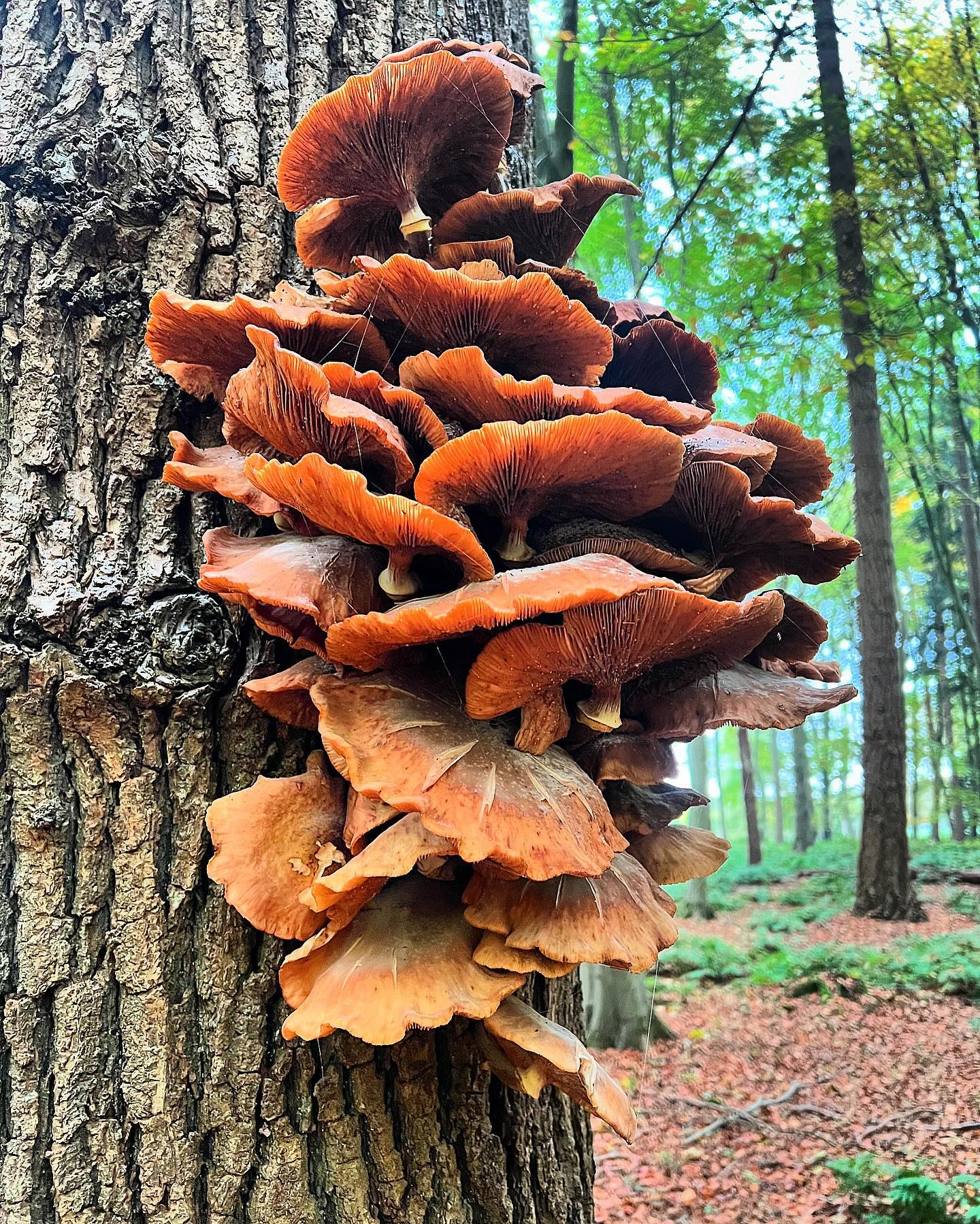 Incredible fungi on a tree in the woods- anyone know what kind?
