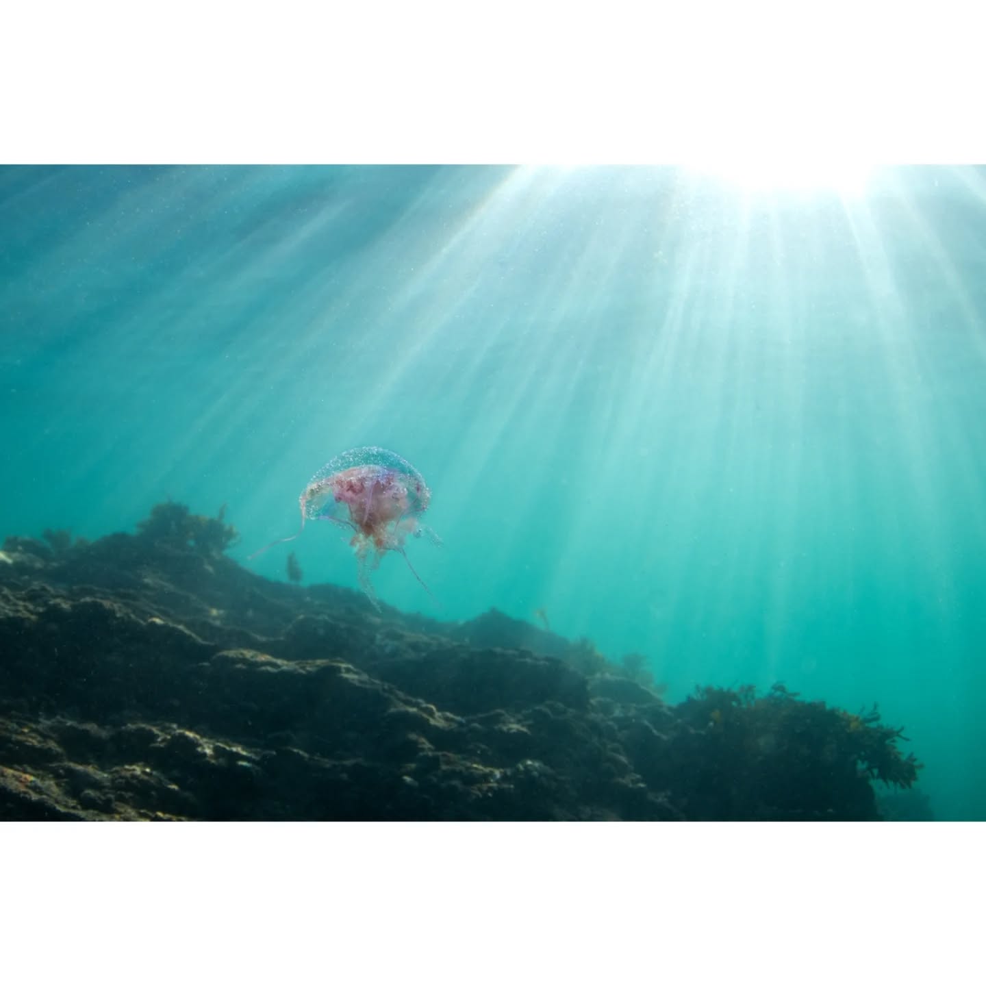 Back in the water today. Not as many jellyfish around but still nice lighting at least
📷: Nikon D850
🪼: Mauve Stinger - 'Pelagia Noctiluca'
📍: Silver Steps, Falmouth
#marine #jellyfish #oceanlife #ocean #photographer #padi #photo #paditv #underwater #underwaterphotography #underwaterlife #nikon #nikoncreators #oceanography #snorkeling #ukwildlife #underwater