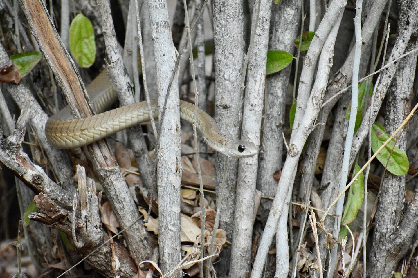 One of my favorite highlights of the Tsavo trip was witnessing the relocation of two venomous snakes: a Boomslang and juvenile Spitting Cobra.
We were fortunate enough to meet Patrick, a venomous snake handler at Tsavo Trust. When community members encounter venomous snakes, they can call Patrick and he will safely handle the snakes then relocate them to an area in that park that is uninhabited by people. This relationship between the Tsavo Trust and the community is important for decreasing wildlife conflict events between snakes and people. It was so special to see everyone work together to relocate these snakes to a more suitable area 💚🐍
#tsavotrust #tsavonationalpark #venomoussnakes #snakes #boomslang #spittingcobra #reptiles #conservation #africa