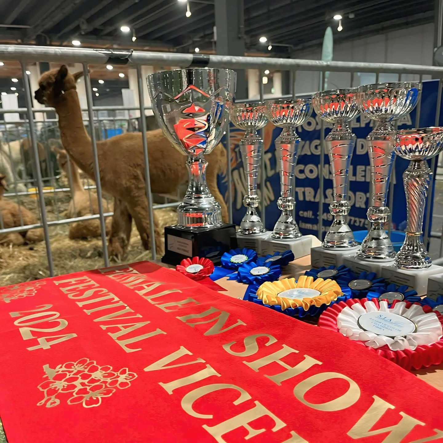 Risultati Alpaca Festival Vicenza 2024, organizzato dalla @societatalianaalpaca (SIA)
Finalmente dopo più di una settimana abbiamo l’energia per pubblicare i piazzamenti dei nostri alpaca.
L’Alpaca Festival é l’evento più importante dell’anno e come allevatori ci teniamo ad essere presenti. Nonostante sia incredibilmente faticoso preparare gli alpaca e prepararsi a fare tanta strada con al seguito i nostri alpaca e l’attrezzatura, rimane un piacere rivedere tutti i nostri colleghi allevatori.
Nei quindici giorni prima dello show é piovuto così tanto che abbiamo avuto dei seri dubbi, non pensavamo di riuscire a finire i preparativi. Tutto è bene quel che finisce bene perché i risultati che abbiamo ottenuto ci hanno ripagato della fatica e ci hanno ricordato che non bisogna mai demordere, anche quando tutto sembra andare storto.
🥉3º Vellutino Della Foglia, maschi white 6-12 mesi
🥇1º Universe Della Foglia, maschi fawn 24-36 mesi 🏆RESERVE COLOR CHAMPION MALE
🥇1º Signor Teddy Della Foglia, maschi fawn <48 mesi
🏆COLOR CHAMPION FAWN MALE
🥇1º Flanders Balthazar ET, maschi brown <48 mesi
🏆RESERVE COLOR CHAMPION BROWN MALE
🥇1º Vulcano della Foglia, maschi grey 12-24 mesi
🏆COLOR CHAMPION GREY MALE
🥇1º Valchiria Della Foglia, femmine white 12-24 mesi
🏆COLOR CHAMPION WHITE FEMALE
🥇1º Ullallà Della Foglia, femmine brown 24-36 mesi
🏆COLOR CHAMPION BROWN FEMALE
🏆BEST FEMALE IN SHOW✨
🥇1º Viperina Della Foglia, femmine grey 12-24 mesi
🏆COLOR CHAMPION GREY FEMALE
🏆1º Flanders Balthazar ET
PROGENIE STALLONI
4º AH Peruvian Julian
PROGENIE STALLONI
🥈2º Rimbombon Della Foglia
PROGENIE FATTRICI
FLEECE SHOW
4º Valchiria Della Foglia, white 6-12 mesi
7º Vellutino Della Foglia, white 6-12 mesi
5º Taipei Warrior Della Foglia, white 24-36 mesi
🥈2º Signor Teddy Della Foglia, Fawn 36-48 mesi
🥇1º Flanders Balthazar ET, brown < 48 mesi
🥇1º Vulcano Della Foglia, grey 6-12 mesi COLOR 🏆🏆CHAMPION GREY
🥈2º Viperina Della Foglia, grey 6-12 mesi
🥇1º Saranghae Della Foglia, grey 36-48 mesi
🏆RESERVE COLOR CHAMPION GREY
#alpaca #alpacas #alpacashow #alpacaevent #societàitalianaalpaca #alpacaworld #alpacalove #alpacalovers #alpacalife