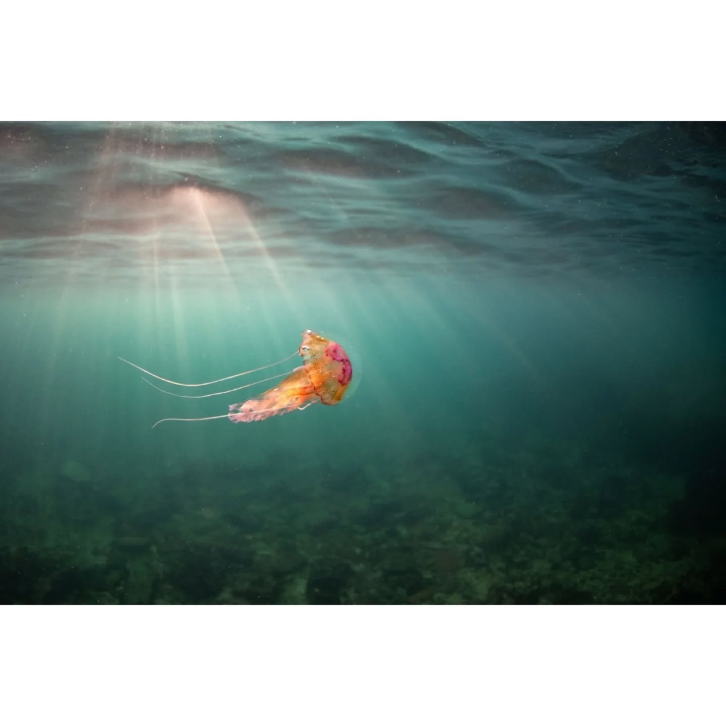 Mauve Stingers - ‘Pelagia Noctiluca’ are small jellyfish found in warmer European waters. They are uncommon on UK shores but have recently been found in and around Falmouth. Their tentacles can reach a maximum of 3m long. Usually appearing a bluey purple with orangey brown warts, you can often find them from July to October.
They can also glow brightly at night if disturbed.
Probably my new favorite photo. Very happy with how it turned out. Didn't have long in the water with good light after getting in late but still a successful dive.
📷: Nikon D850
🪼: Mauve Stinger - 'Pelagia Noctiluca'
📍: Silver Steps, Falmouth
#marine #jellyfish #oceanlife #ocean #photographer #padi #photo #paditv #underwater #underwaterphotography #underwaterlife #nikon #nikoncreators #oceanography #snorkeling #ukwildlife #underwater