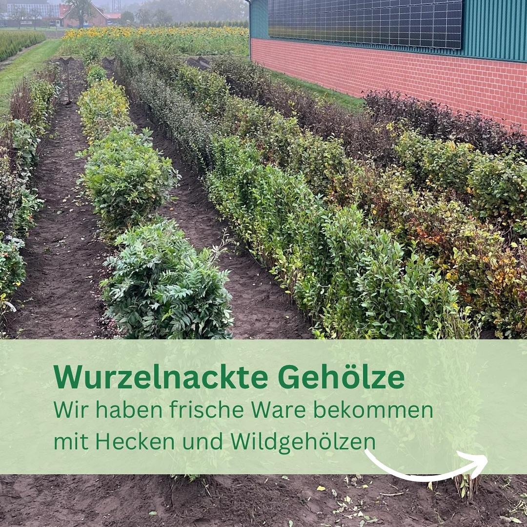 Wir haben frische wurzelnackte Gehölze bekommen.
Warum wurzelnackt?
Der ideale Zeitpunkt um wurzelnackte Gehölze zu pflanzen ist im Herbst und im milden Winter, da die Gehölze besser anwachsen, kräftiger starten und man gleichzeitig Geld spart. Wurzelnackte Gehölze können sich vor dem Wintereinbruch an die neuen Bedingungen gewöhnen und bereits erste Feinwurzeln bilden. Dadurch starten sie im Frühjahr kräftiger in die Wachstumsperiode, weil sie bereits fest im Boden verankert sind.
Warum Wildsträucher?
Das Pflanzen von Wildgehölzen ist eine wertvolle Entscheidung für die Förderung der Natur und bringt gleichzeitig praktische und ästhetische Vorteile für den Gartenbesitzer. Sie schaffen einen lebendigen und vielfältigen Lebensraum, fördern die Artenvielfalt und unterstützen eine umweltfreundliche, nachhaltige Gartengestaltung.
#wildsträucher #wildsträucherhecke #hecke #wurzel #wurzelnackt #baumschule #pflanzen #herbst #pflanzzeit #blühsträucher #nährgehölz #nachhaltigkeit #regional #ahaus #vreden #gronau #stadtlohn #heek #ochtrup