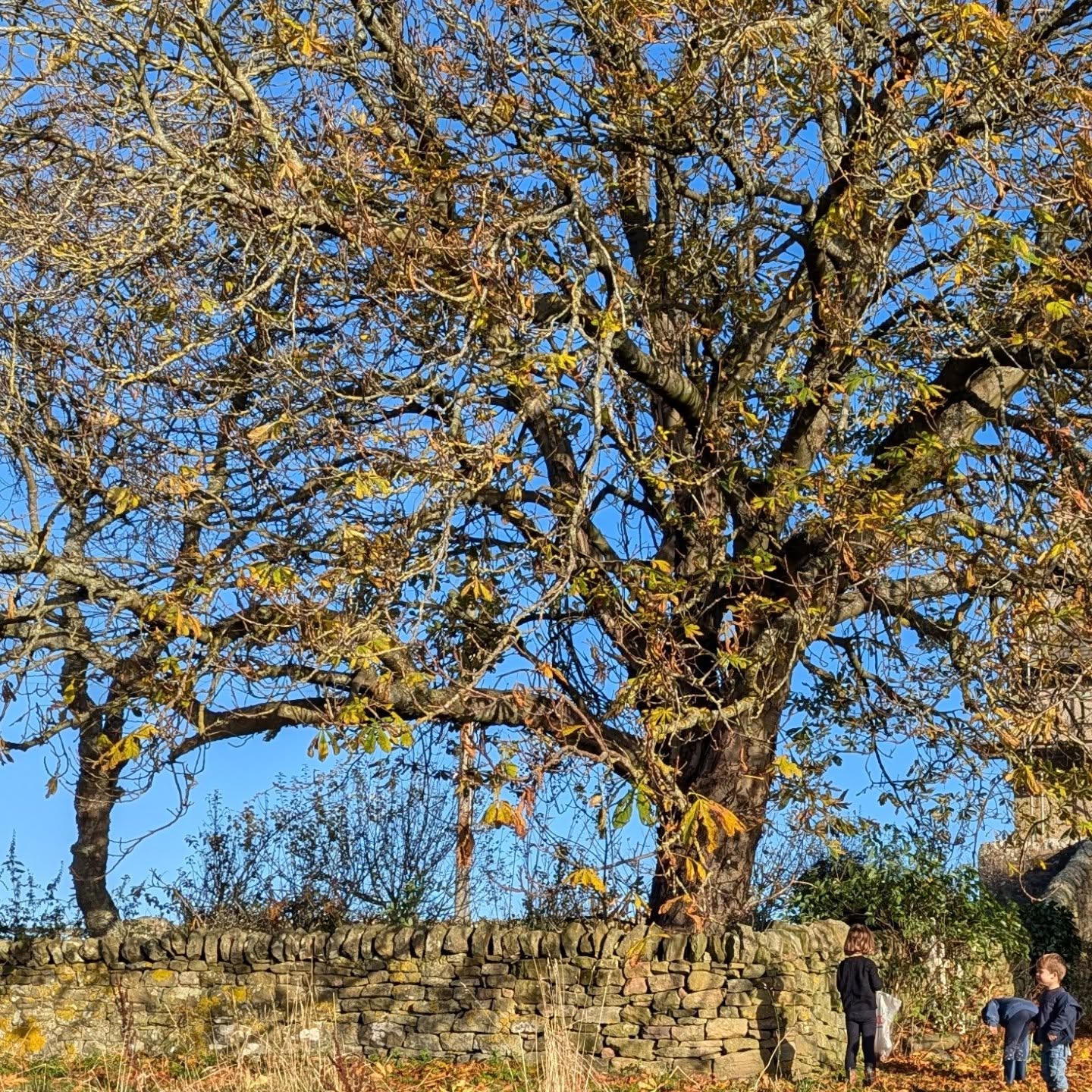 Epic conker collecting at Cronkley. Not a bad haul!!!
#conkers #autumn #cronkley #derwentreservoir #holidaylet #northumberland #visitnorthumberland