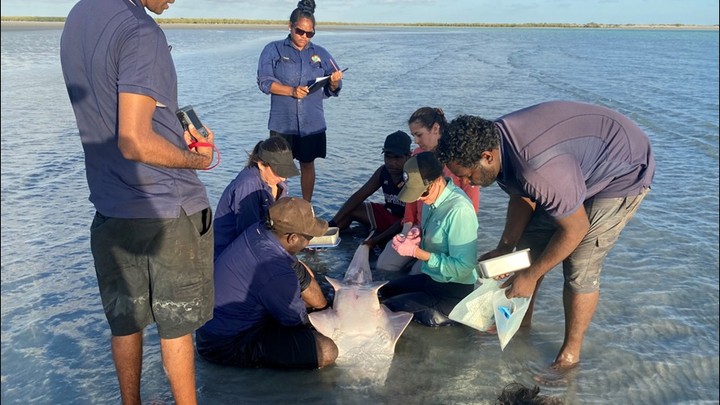 Update from Marie's PhD! 😊 First surgery (supervised by our wildlife vet of course) on a green sawfish (Pristis zijsron) with the full support and attention of the KTLA team. A short moment of intense focus and absolute magic! It takes just a few minutes to implant an acoustic transmitter in the ventral cavity of a sawfish. Packed with pressure and acceleration sensors, these small tags (less than 4cm long) will reveal the movements of this critically endangered species on Karajarri Sea Country. Special thanks to KTLA, DPIRD, the Forrest Research Foundation, the Royal Society of Western Australia and the Ecological Society of Australia for supporting this project!
All procedures performed under relevant research permits and approvals from Murdoch University Animal Ethics Committee, the Western Australian Government Department of Biodiversity, Conservation & Attractions and the Department of Primary Industries and Regional Development)