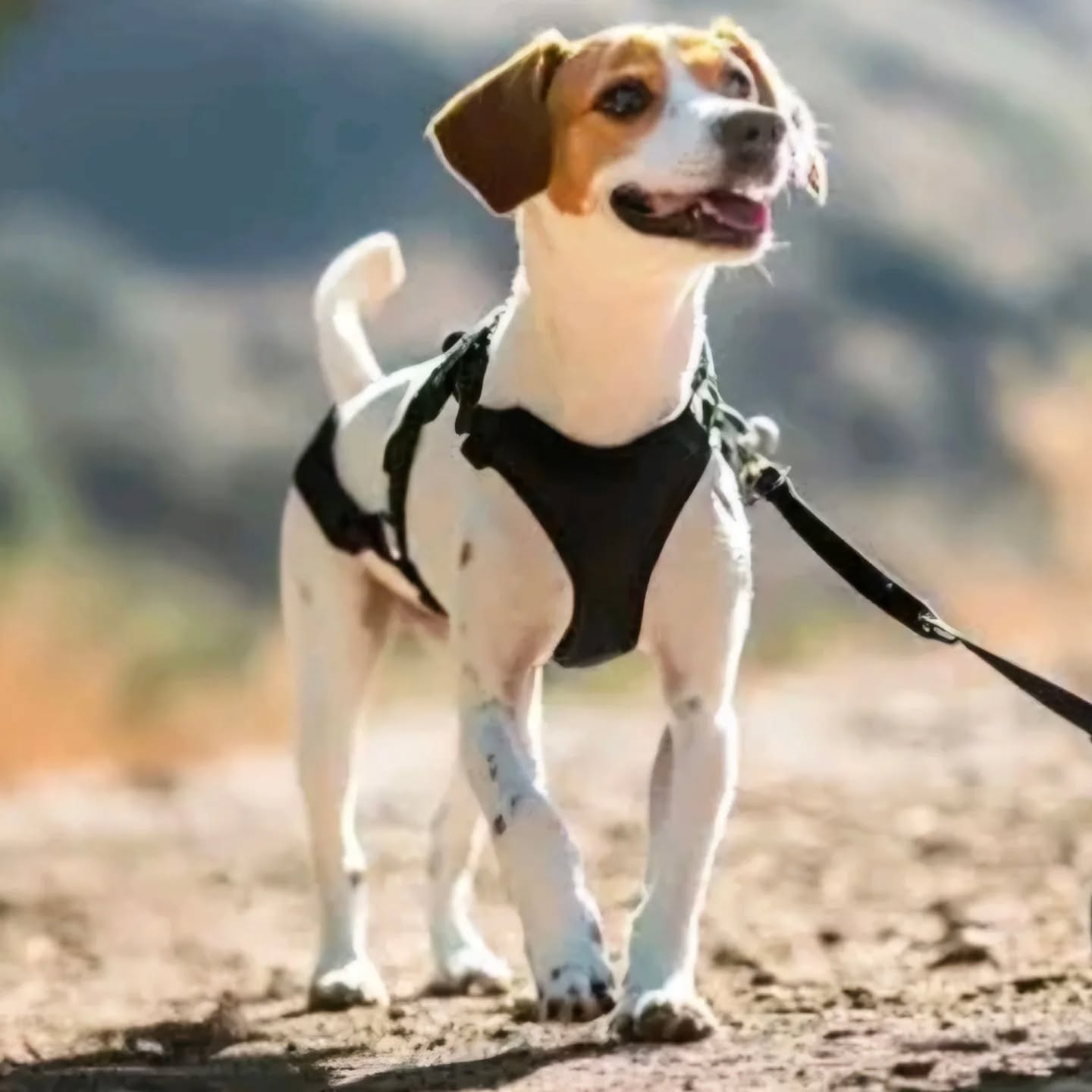 Perfect Fit Dog Harness—where comfort meets style!