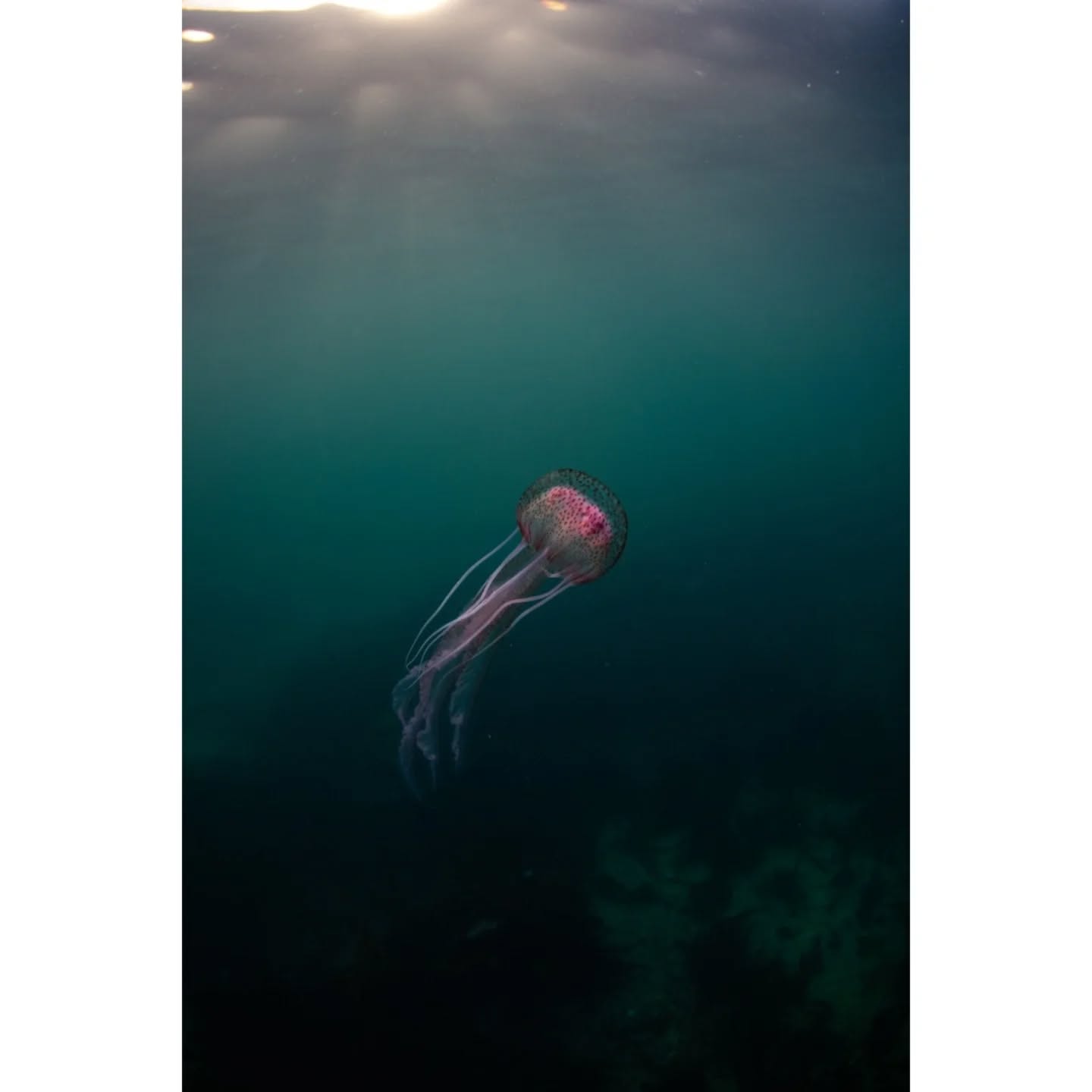 Nice to get back in the water with the camera today. Hundreds of Mauve Stingers around and getting washed up in Falmouth recently.
📷: Nikon D850
🪼: Mauve Stinger - 'Pelagia Noctiluca'
📍: Silver Steps, Falmouth
#underwaterphotography#underwater#jellyfish #marine #marinebiology #photo #photography #wildlife #underwaterlife #photographer#ocean #oceanlife #nikon #nikonphotography #nikond850 #nikoneurope #nikoncreators #paditv #padi
