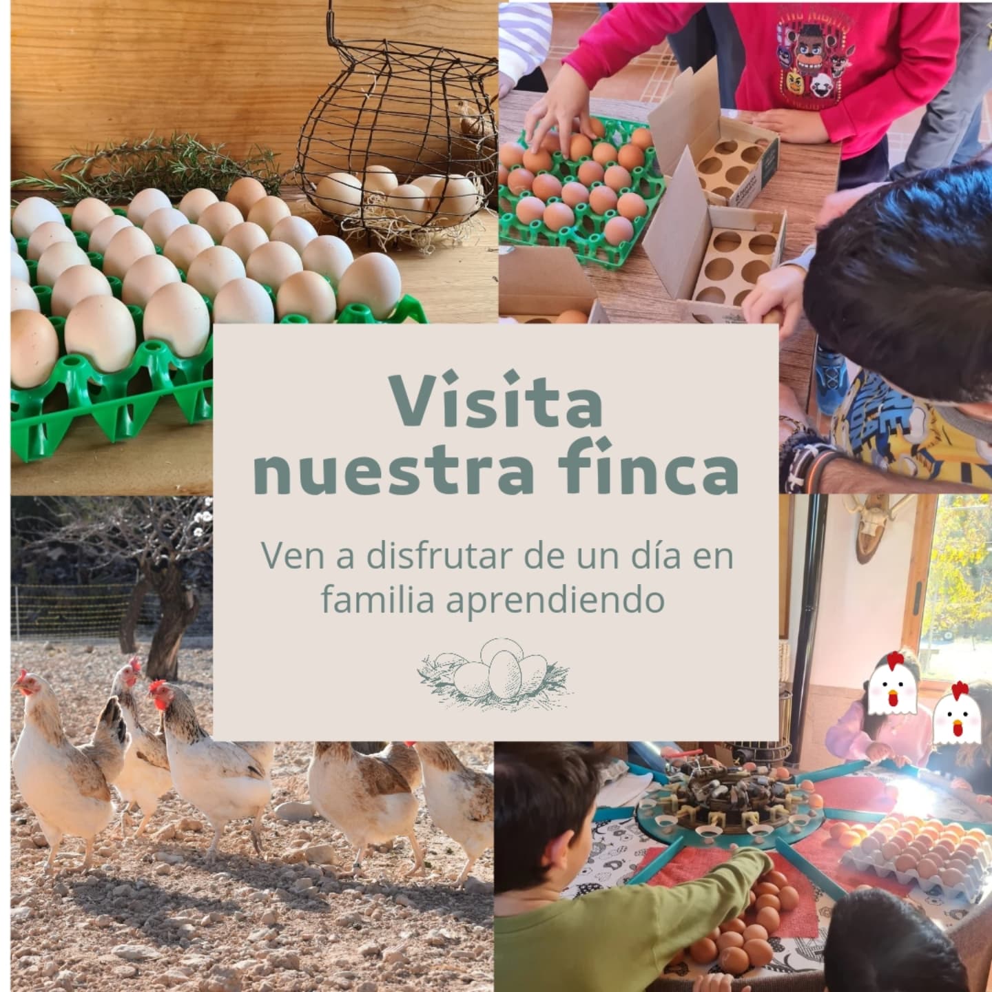 ¿Te gustaría visitar nuestra finca? 🐔🥚
Si te gusta la naturaleza, los animales y el mundo rural, te invitamos a visitar nuestra finca. Podrás ver como es una finca ecológica y como viven nuestras gallinas, aprender más sobre las gallinas autóctonas y lo que significa tener el sello 100% raza autóctona y sus requisitos.
Te enseñaremos gallinas 100% Raza de Castellana Negra y de Gallina Murciana y la importancia de su recuperación.
Aprenderás mucho sobre el huevo, como se forma, como conservarlo fresco más tiempo o por qué nuestros huevos son diferentes.
¿Te apuntas?
Para más información escríbenos un mensaje privado por aquí o escríbenos a nuestro correo: fincaecologicaelromero@gmail.com
#gallinasrazaautoctona #gallinacastellananegra #gallinamurciana #experienciasrurales #fincaecologicaelromero