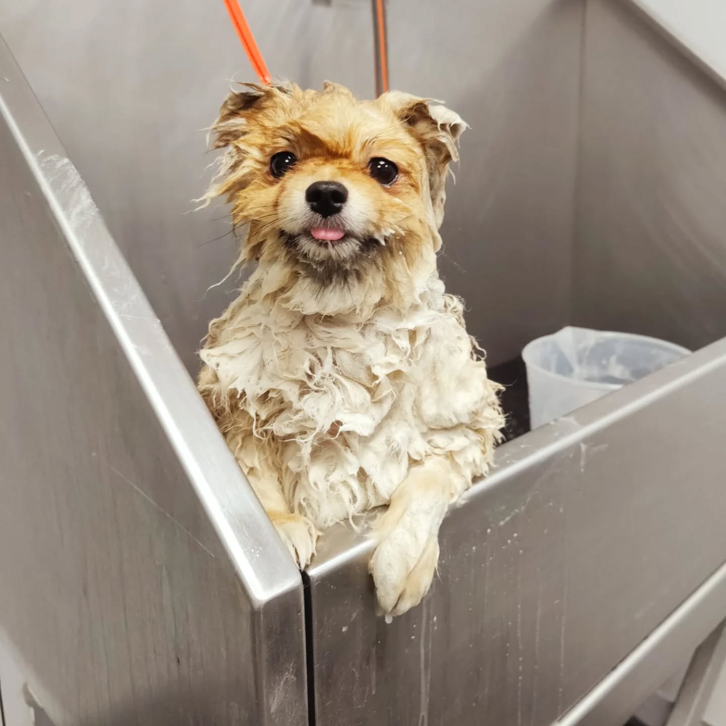 Splish Splash
#hundefrisör #hundefriseur #hundefreunde #hundeliebe #hundeaufinstagram #vorhernachher #stuttgart #0711
#doggroomer #doggrooming #dogglowup #doglove #cutedog #bevorandafter #smallbusiness