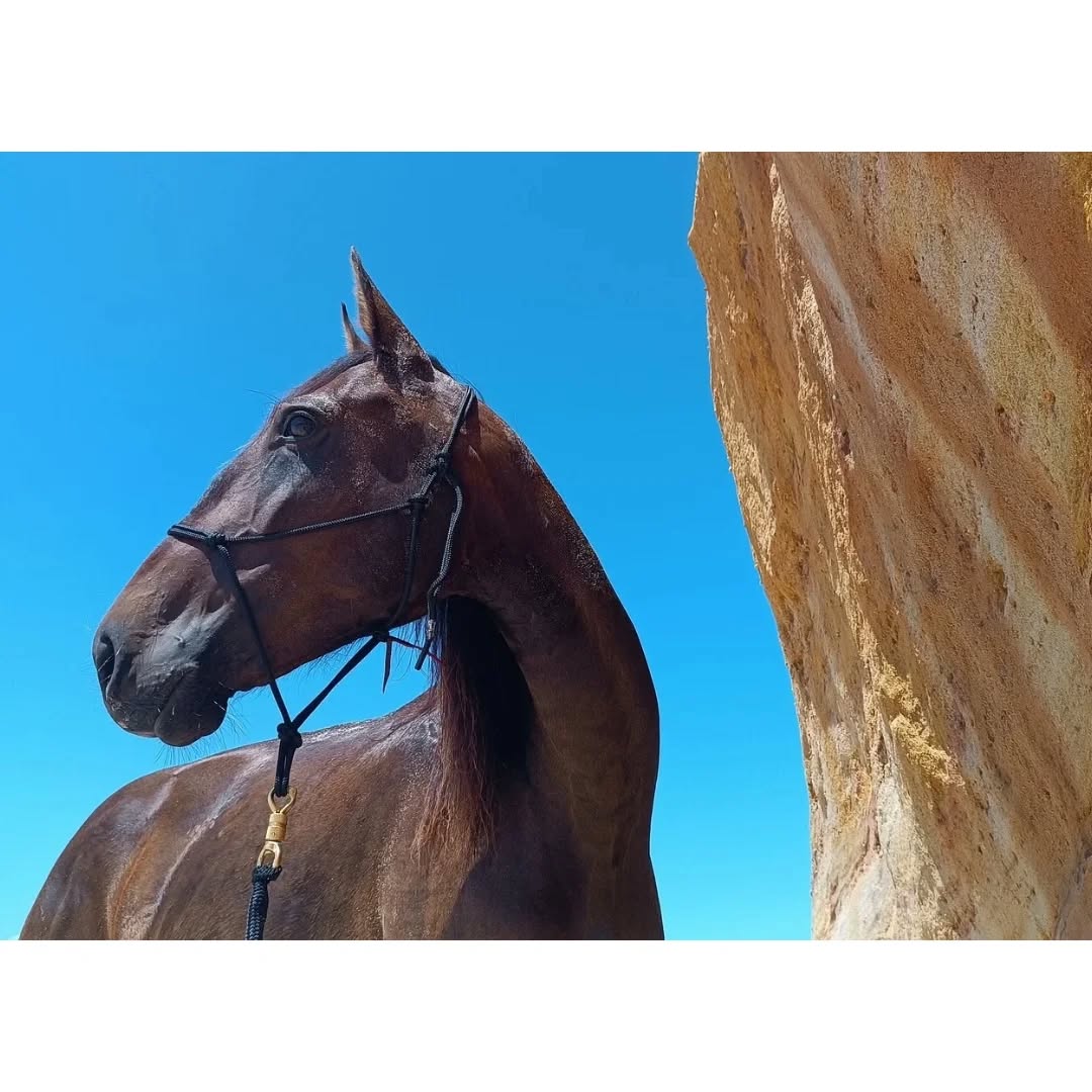 I haven't posted much lately, simply because I had no motivation to play with my horses. This summer was quite the challenge for me and I'm sharing it because it is part of reality. Life is not just sunshine and the perfect world that we see on social media. Struggling through challenges is part of everybody's life.
My story with this insanely gorgeous mare caused, and still now causes a lot of reflection and reconsideration inside of me. First her papers arrived months after they were supposed to arrive, which made it impossible for me to leave Portugal with the horses in summer as it was planned originally. Instead I needed to stay, rethink and find new homes for them within Portugal. Quira and an advanced Parelli student that was taking lessons with me started to fall in love with each other throughout the weeks and everything seemed to be falling into place.
But then the x-rays during Quira's vetcheck revealed some issues that might cause problems in the future. She is now perfectly sound and happy, and with proper training and muscles she might stay a perfect riding horse without any issues until she's old. At the same time there is a potential risk that she might develop problems with being ridden in the future.
After the vetcheck I lost motivation entirely because it did not only feel like I lost the money that I invested in Quira but I had also "lost" months of dedicated energy and work.
I truly want to find dream homes for my dream horses because they are my family so putting their future first is just simply what I do, even if it is a terrible decision business wise.
Quira is in her dream home now, where she will be loved and happy and where she'll get all the care and training that she'll need to stay healthy. That's what matters most.
Now I just need to rethink the way I do business, because I really do not want to rethink the way that I love and prioritize my horses. I am curious where my rethinking is going to lead me.
Being stuck in Portugal also allowed me to fall in love with my chosen home even more deeply so for sure I will put some effort into organizing horsemanship holidays so that I can share the magic of this place with all of you.