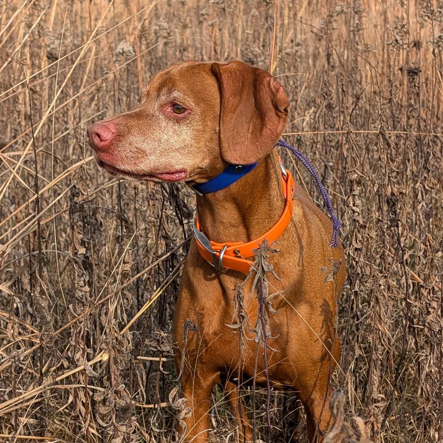 A lovely first day out with the boys and with friends 🧡💙
#pheasanthunting #vizslasofinstagram #vizslalife #vizslagram #huntingvizsla #huntingseason #vizlsalove #vizslasofchicago