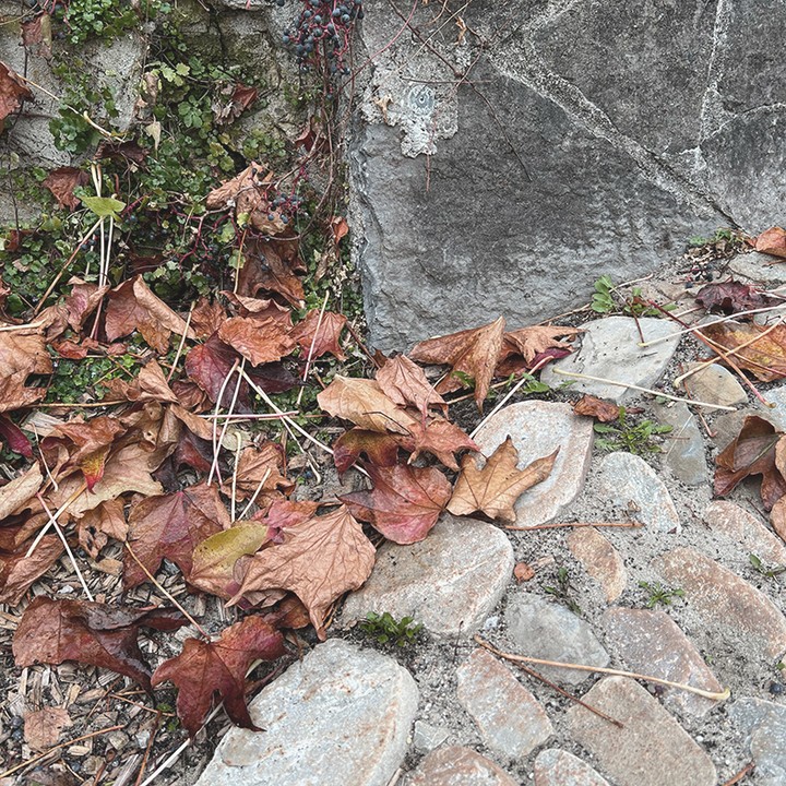 Am Ewigkeitssonntag, 24. November 2024, 09.30, denken wir in der Kirche Oberburg an unsere Verstorbenen. Sie haben uns im Laufe des vergangenen Kirchenjahres (Dez. 2023 – Nov. 2024) verlassen. Wir denken an sie und besinnen uns auch auf unsere eigene Vergänglichkeit. Wir nehmen die mit ihren Namen und Lebensdaten beschrifteten Ahornblätter von unserem Lebensbaum, lesen sie vor und zünden für sie eine Kerze an. Herzlich willkommen zu dieser besinnlichen Gedenkfeier mit Niklaus Friedrich und Christian Carlos Adrian! #oberburg #kircheoberburg #kirchgemeindeoberburg #kirche #ewigkeitssonntag #chumverby