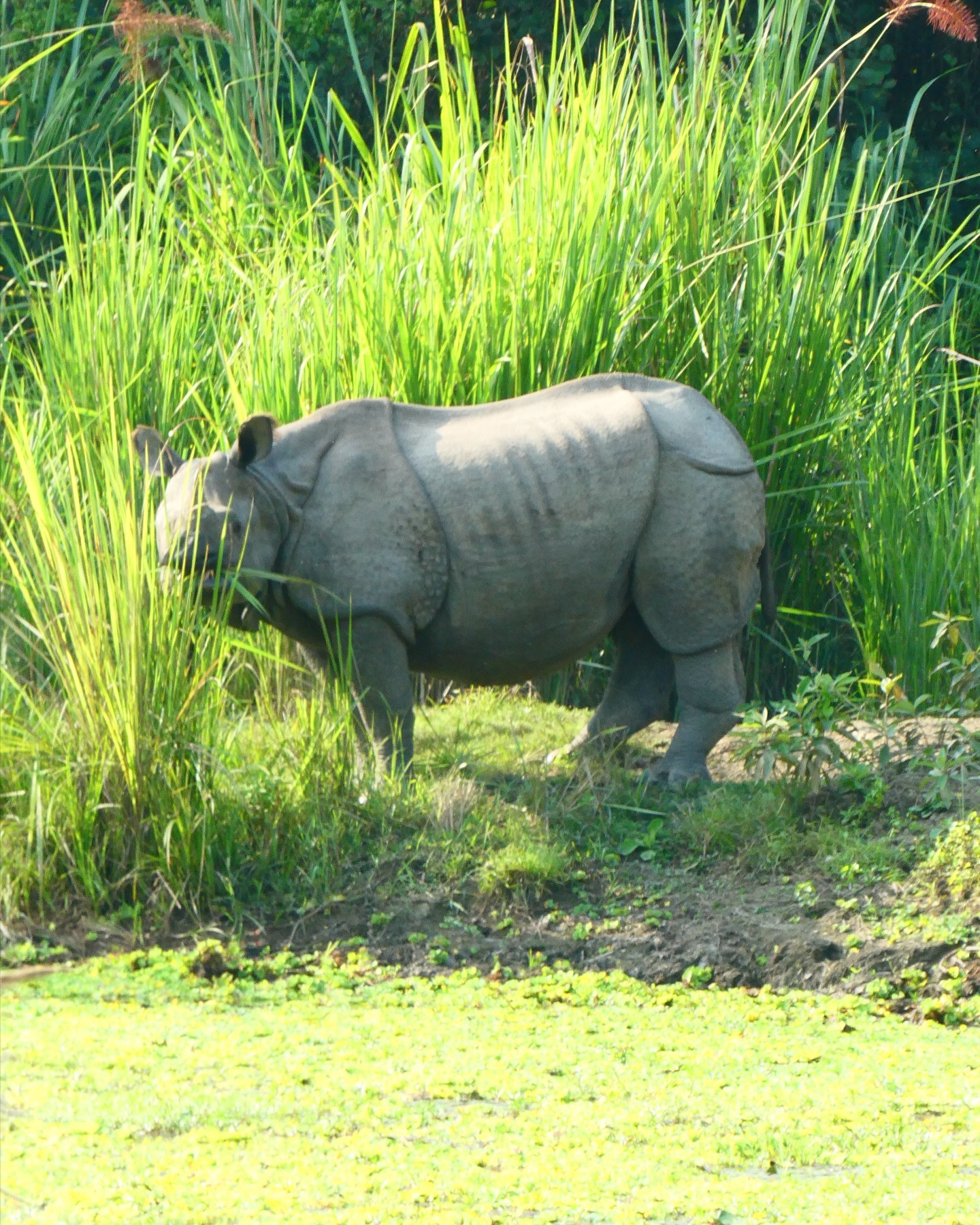 “The only albino gyno rhino I know… oh and he also loves wine.” 🦏🦌🐦⬛🐊