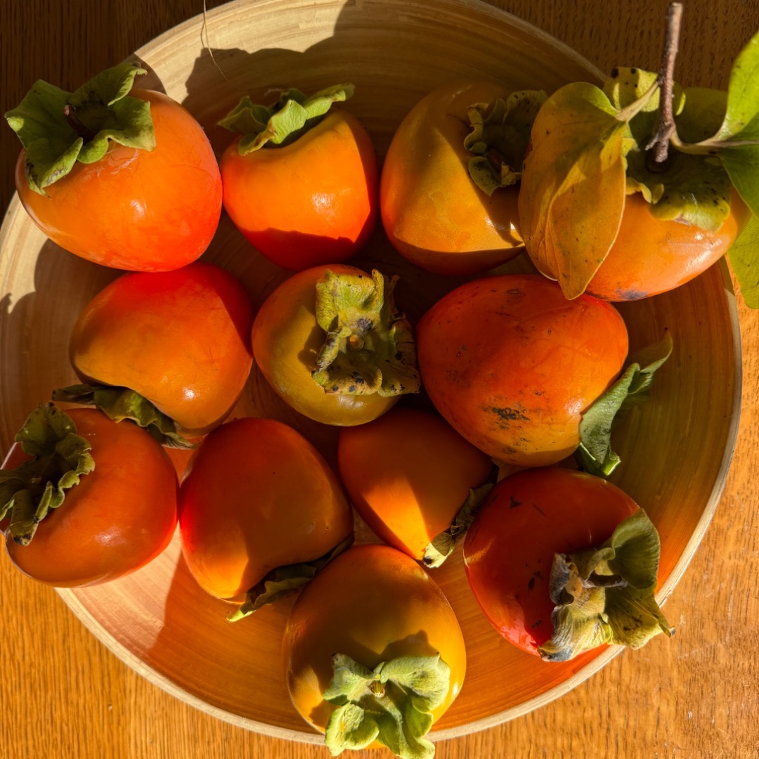 One of the many delightful things about the cool season!
Hachiya Persimons from our client garden.
We cannot wait to show uou wjat we do with them…
Thank you for sharing your bounty!