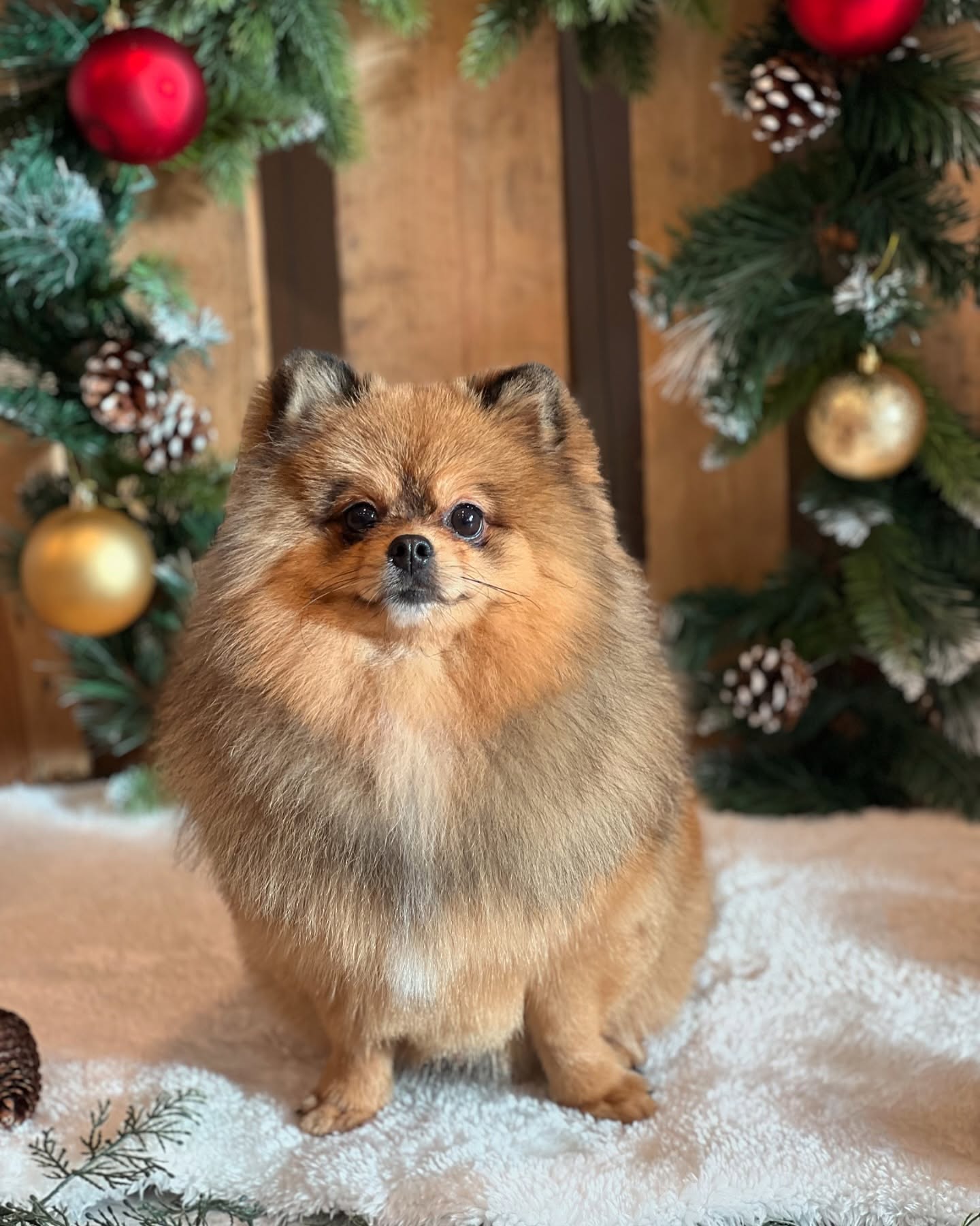 Pom pom 🤎
#jelenashundesalon #münchen #feldmoching #hundesalon #hundesalonfeldmoching #bayern #bayernmunich #germany #deutschland #hund #hunde #hundeliebe #hundefotografie #hundepflegen #hundeportrait #dog #dogsofinstagram #dogs #dogoftheday #doglife #pet #petlovers #groomer #grooming #christmas #weihnachtszeit #weihnachten #pomeranian #pomeranians #zwergspitz