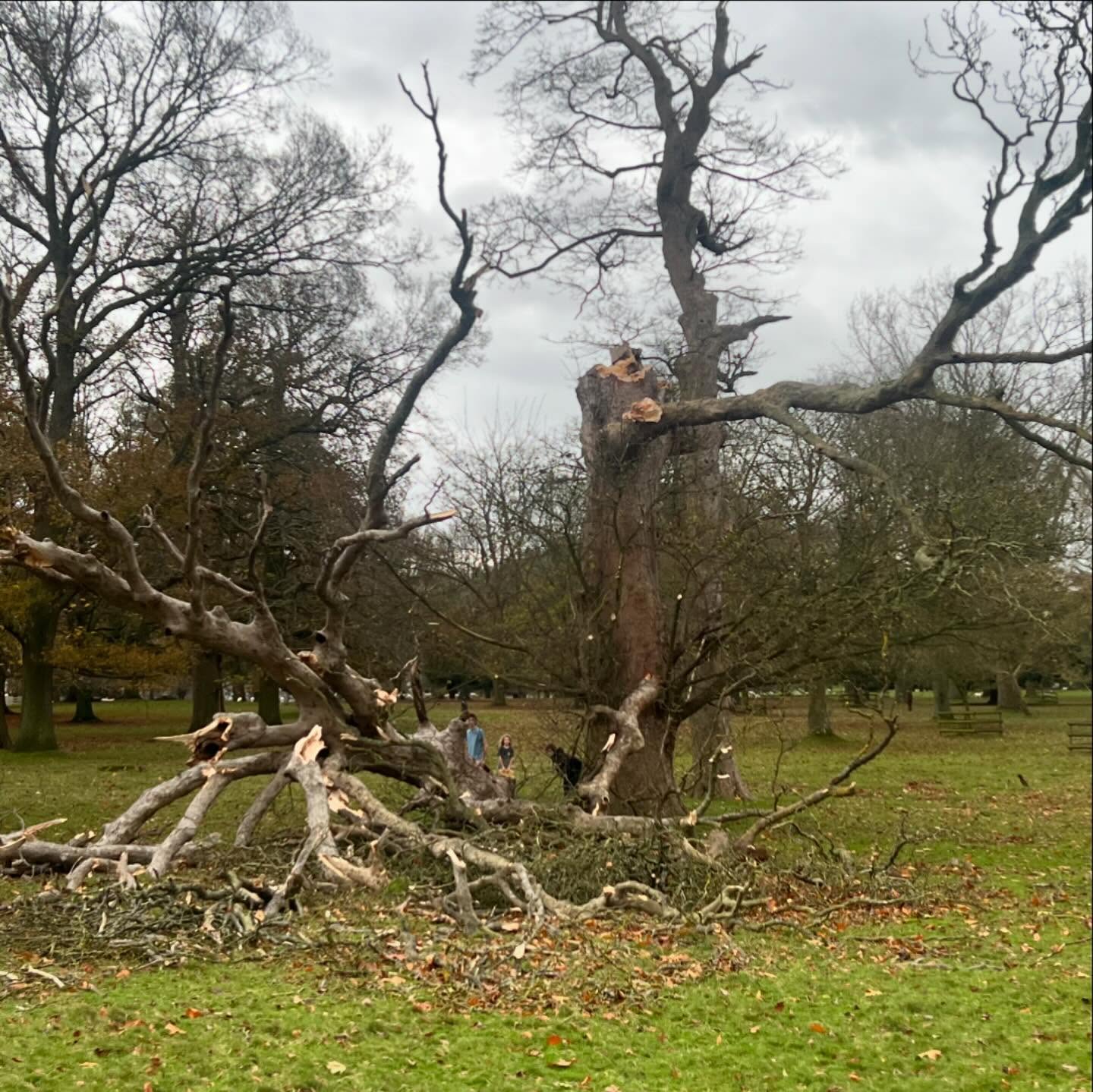 The silver lining to this large tree coming down in Storm Bert was……