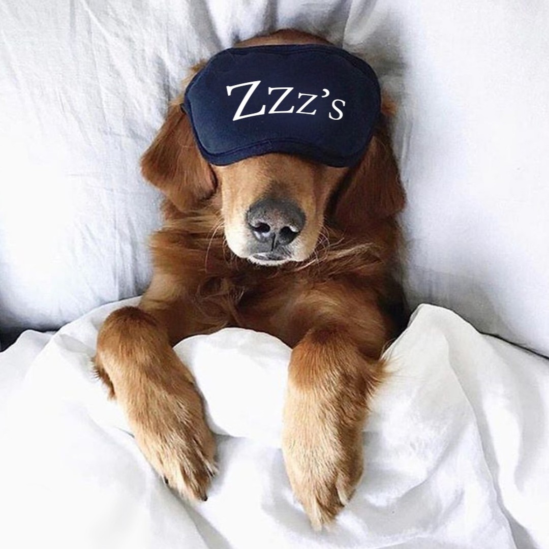 First they steal your heart, then they steal your bed!