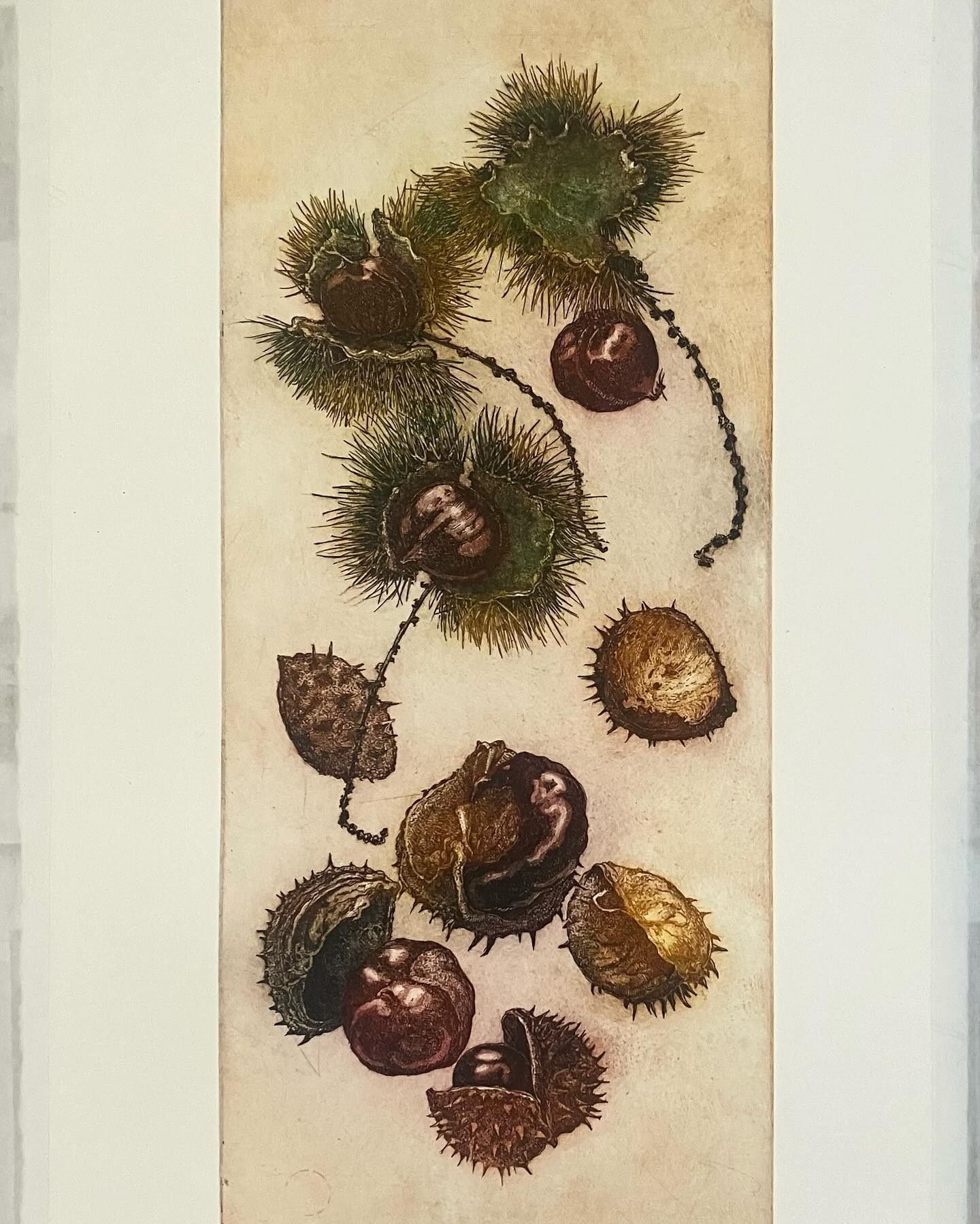 “Opengebarsten kastanjes”, kleurenets voor het essay van Willen Jan Otten deze week in het Katholiek Nieuwsblad. Pagina weer prachtig vormgegeven door Mariëlla Conen. hppts://digitaal.kn.nl #katholieknieuwsblad #skandalonuitgeverij #insectprint #sealife #printmaking #etching #figuredrawing #classicdrawing #blackandwhitedrawing #engraving #largeetching #penandink #seascapedrawings #fromlifeonly