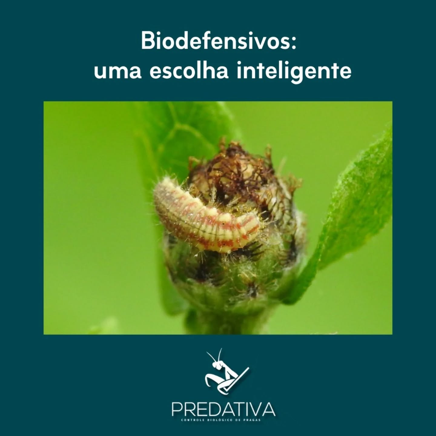 A #predativa agregou #automação para tornar o controle biológico de pragas ainda mais atrativo. Desenvolvemos biounidades inéditas on farm para produção em massa de #crisopideos, insetos predadores polífagos que combatem uma série de pragas em diversos cultivos.
Além de ser uma solução sustentável, a produção desses macrobiológicos dentro da fazenda permite que o produtor se torne autossuficiente no desenvolvimento do seu próprio insumo. E ao utilizar a solução da Predativa, ainda garante economia em mão-de-obra, materiais, energia elétrica e custo produtivo.
Entre em contato conosco pelo link da bio ou nas redes sociais para saber mais.
#biodefensivos #bioinsumos