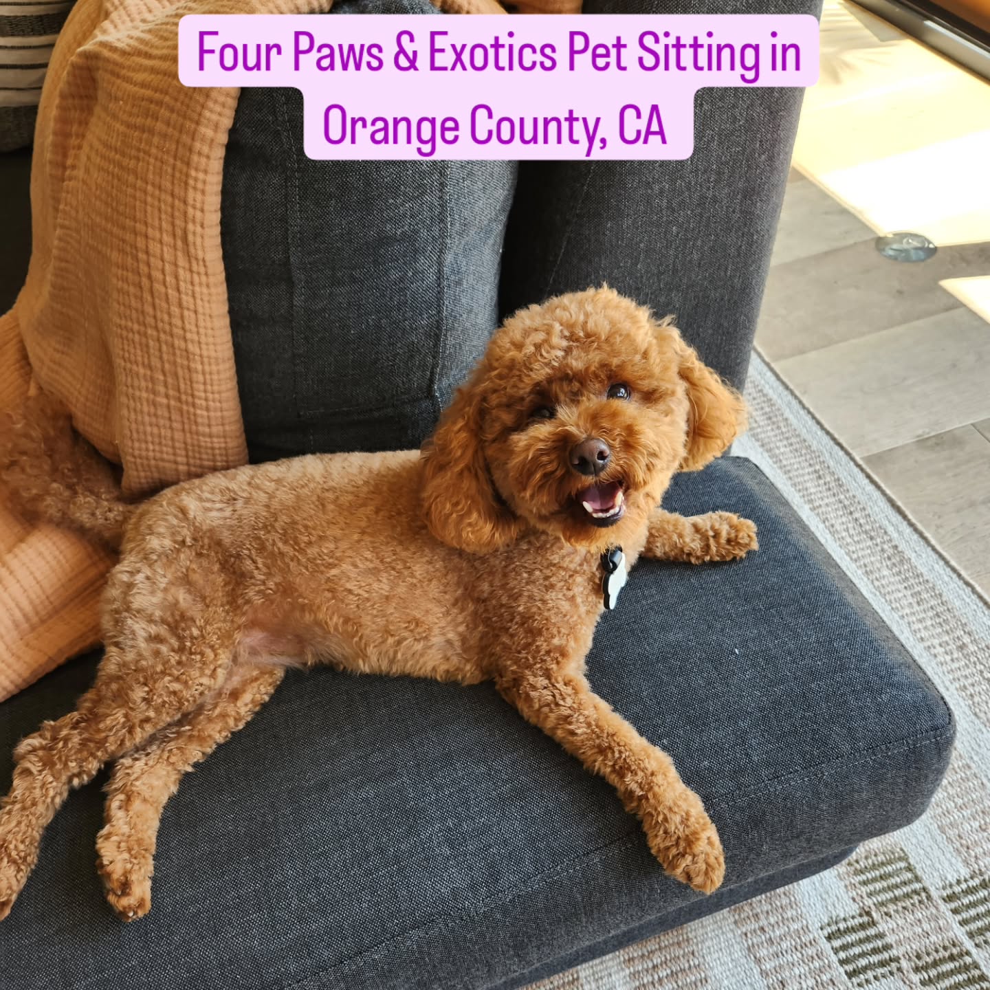 Meet Charley! Her owners went on a weekend trip and booked the Midday Visit with Overnight Stay as they wanted me to stay overnight and check in on her during the day.
Charley is absolutely adorable and easygoing. During the midday visits, I would take her for a walk, play with her, and give her belly rubs. For the overnight stays, she slept in the bed by my side!
Check out my website for more details on my in-home pet sitting and private dog walking services by visiting www.fourpawsandexotics.com. Contact me at (949) 510-3877 or info@fourpawsandexotics.com.#petsitting #orangecountypetsitter #dogwalking #petsitter