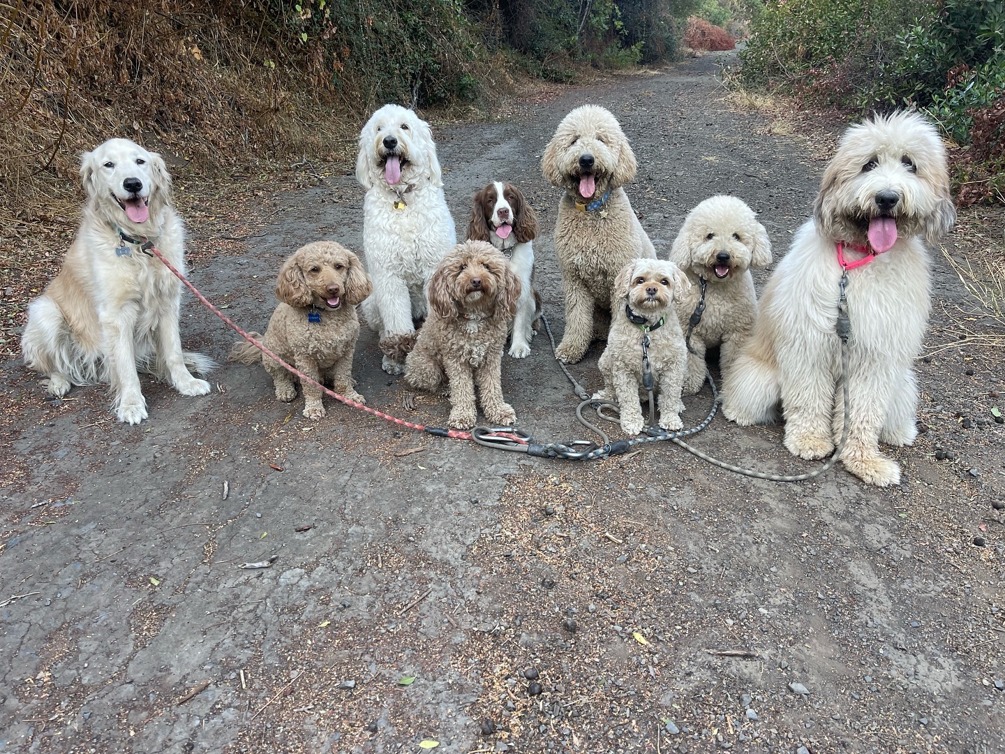 .
.
.
.
.
#dogwalkersofinstagram #doglover #dogwalkerslife #dogwalking #hikingla #packwalks #dogwalker #hiking #dogsofinstagram #lahiking #dogs #dogwalkerlife #dogwalkers #packwalk #dog