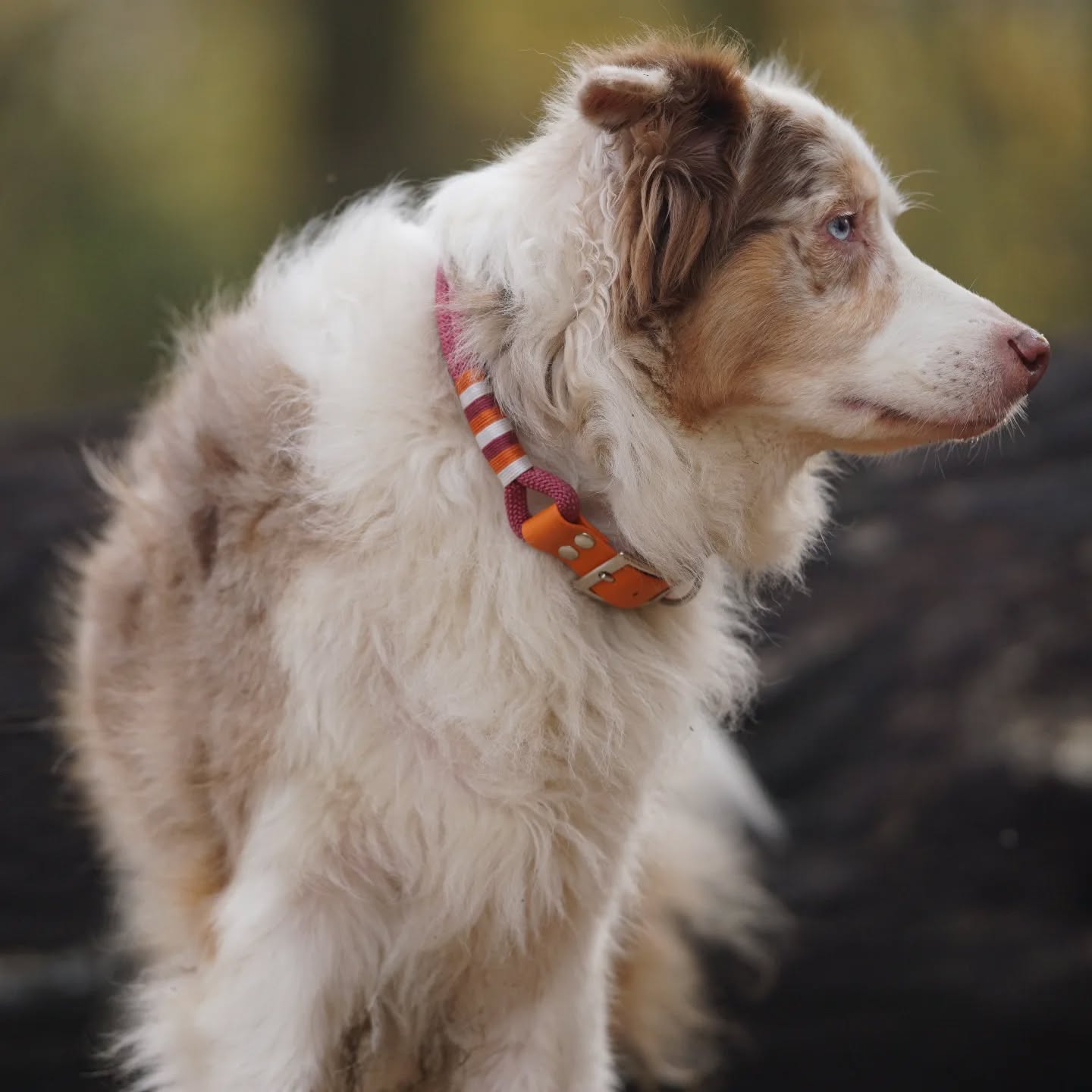Natürlich gibt es zu jeder unserer Leinen auch ein passendes Halsband 🧡🍂
Entdecke unsere handgefertigten Halsbänder in den warmen Farben Orange und Bordeauxrot – perfekt für die goldene Jahreszeit! 🍁❤️
#Handgemacht #Halsband #Herbstmode #Hundeliebe #Leinenliebe #wunschleinen