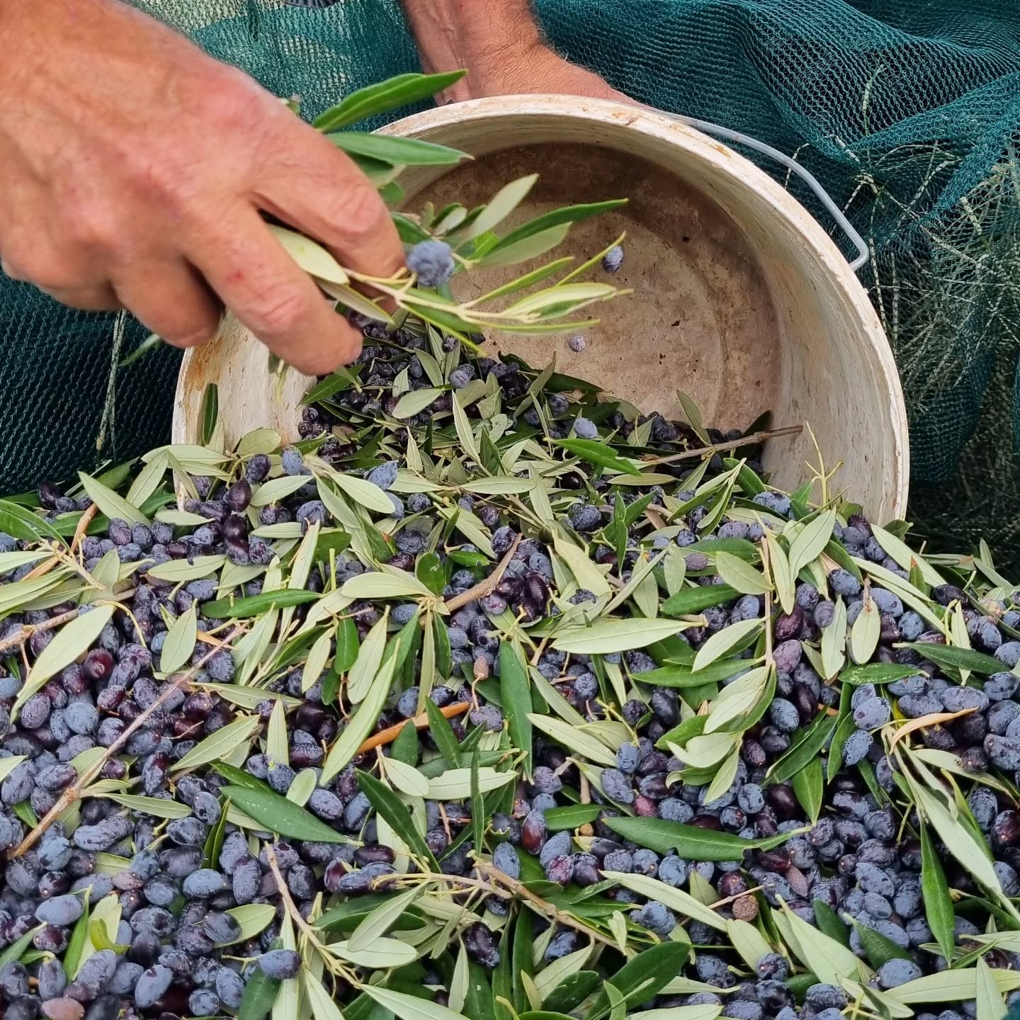 עוד יום מסיק
Olive harvesting at Blue Daisy House