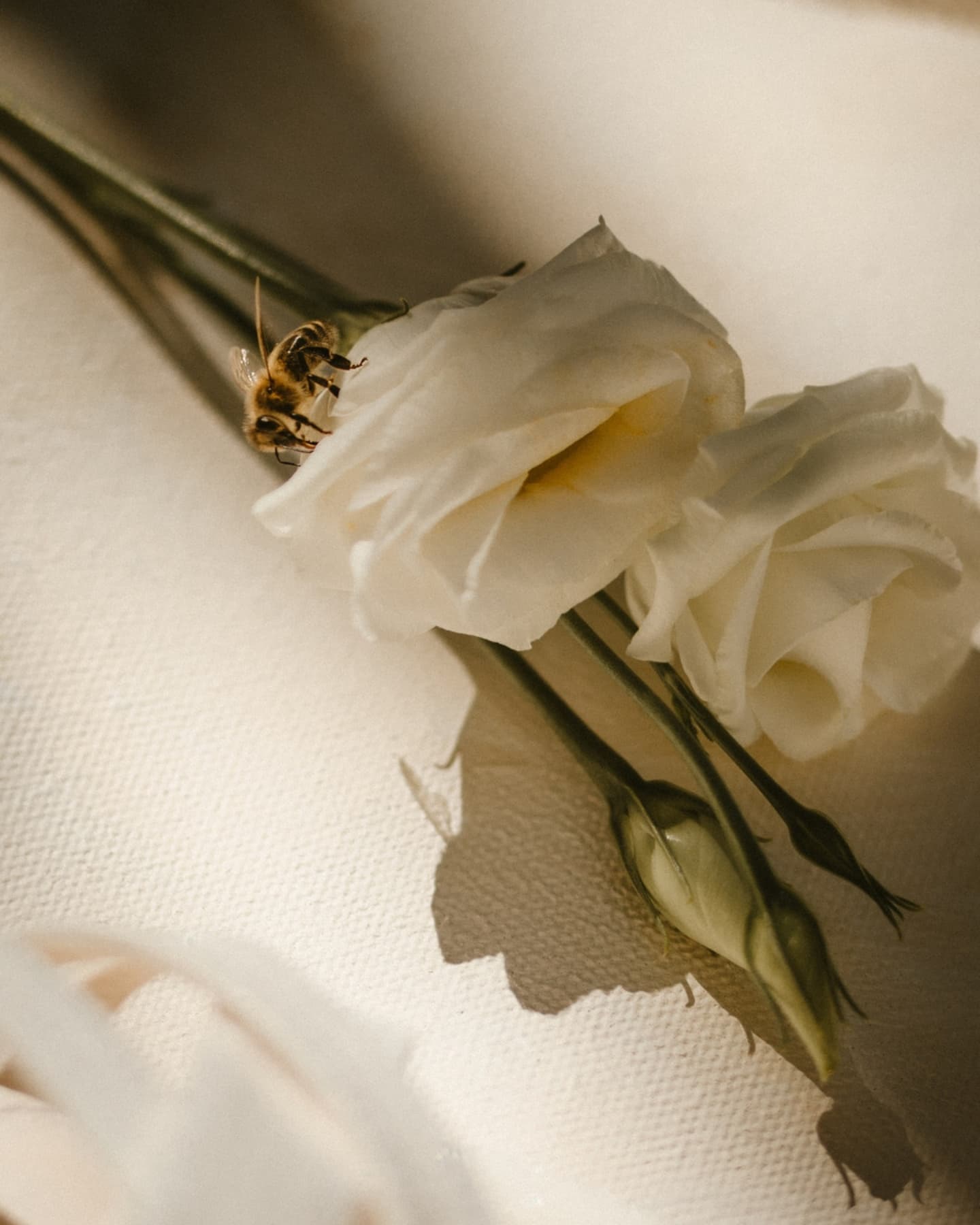 Was für eine wunderschöne Berghochzeit, welche ich diesen September im wunderschönen Graubünden begleitem durfte. 🥰
Wie sieht es bei dir aus, könntest du dir eine Hochzeit in den Bergen vorstellen oder eher nicht?
Ich persönlich liebe es sehr und wenn ihr gerade eure Traumhochzeit plant und noch auf der Suche nach einem photographer-match seid, hit me up & vielleicht erschaffen wir schon bald zusammen wunderschönen Erinnerungen ✨️
Location: @berggasthauscrestota
Traurednerin: @ich_traue_dich
Dress: @rembostyling