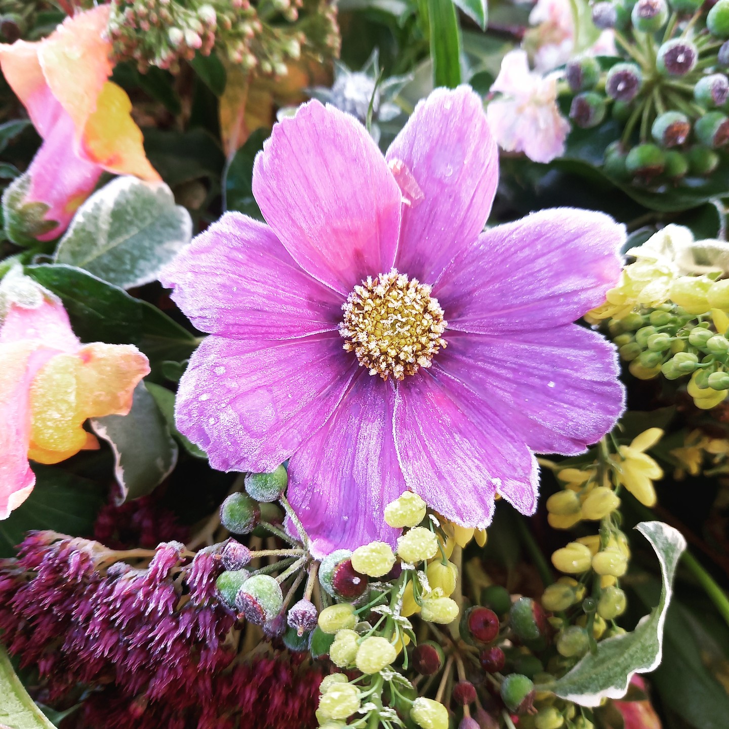 A perfect frozen cosmos ❤️
Wednesday morning was so beautiful. I myself was feeling pretty low but the sparkle of the frost over everything was magical. A test arrangement I'd made was sitting as though turned to glass - perfectly preserved.
Nature is the best medicine I always find. The shapes, the colours, the textures helping to break the fog within.
I sat on the bench and waited for the Robin, flitting around in the shrubs.
When the going gets tough - look up and around you. There's more there than sometimes you think ❤️
#cosmosflower
#cuttinggarden
#frost
#frozenflowers
#carshalton
#carshaltonbeeches