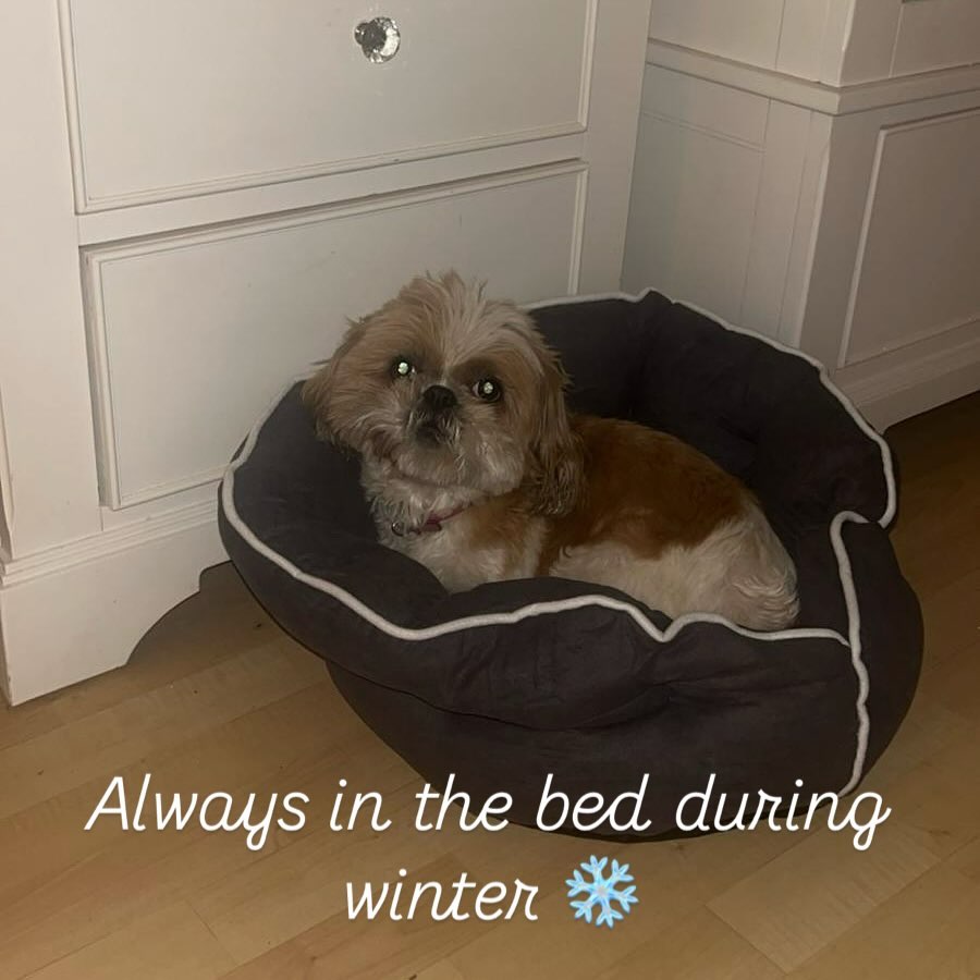 So cold outside❄️, the comfy soft bed makes our lovely pet warm and happy. 💕
#petcrewpetsupplies #petscrew #pets_crew #love #pet #dog #cat #winter #warm #bed #petlovers #catlover #doglover #happyfriday #blackfriday #soft #comfortable #quality #christmas #gift #happy #family #friends #enjoy #sleep #nap #homesweethome #home #petbed #comfy