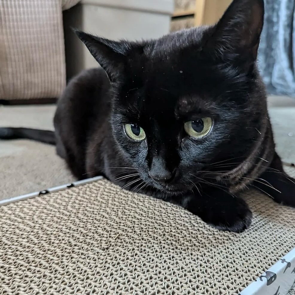 🐱 Premium Cat Scratcher 🐱 protects cat paws 🐾, provides exercise, and fulfills natural scratching habits. 💕
More details at pets-crew.com
.
.
.
#petscrew #pets_crew #petcrewpetsupplies #cat #catlover #scratch #scratcher #catnip #meow #paw #toy #exercise #uk #pet #pettoys #ecofriendly #protection #cardboard #manchester #liverpool #blackfriday #warrington #claws #tidy #worldwide #play #gift #christmas #cybermonday