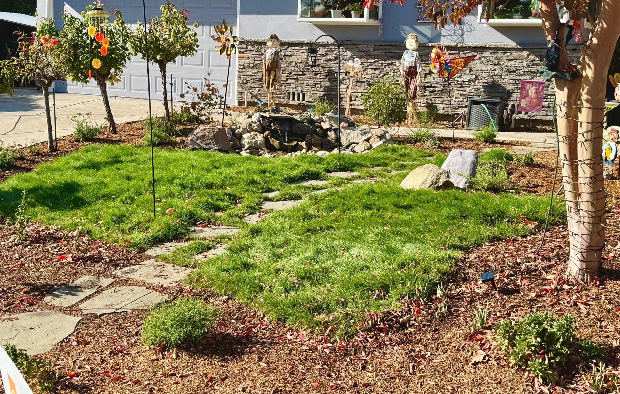 We are so happy with how quickly this No Mow lawn is growing in. It was planted during the October heat wave, and this photo was taken a month after planting. This lawn is a lower water alternative to traditional lawn, and it can be kept long or mowed short. We chose not to use the steel edging to keep the natural, softer appearance, blending the lawn with the surrounding flowers. #landscapedesign #landscapedesigner #nomowlawn #fountain #pollinatorgarden #butterflygarden