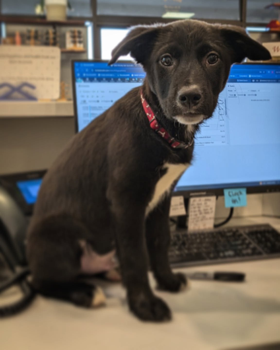 We hired a new guy for the busy season - he is useless but at least he's cute...
**WE ARE BOOKED OUT, SO CALL TO SCHEDULE YOUR APPOINTMENT OR SWING BY AND USE UP THAT HSA/FSA 💵💳💲💰 BEFORE THE END OF THE YEAR!!!!
#officelife #busyseason #holidayshopping #newbergfamilyeyecare #newbergeyes #sherwoodeyes #officedog