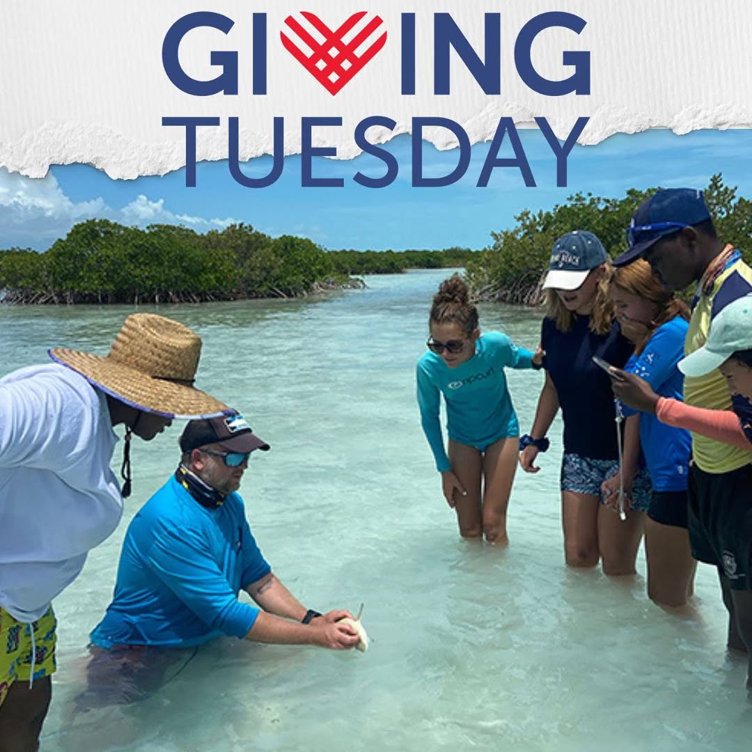 Today is #GivingTuesday, and we ask you to help us make waves for sharks and the ocean. We are creating the next generation of shark advocates through education, outreach and adventure.
https://www.sharks4kids.com/donate
Any amount helps us reach our end-of-the-year fundraising goal of $15,000.
Here’s how you can help us create more stories like these:
🦈 $25 provides shark-themed activity kits to kids in underserved communities.
🦈 $50 funds a virtual shark lesson for an entire classroom.
🦈 $100 supports our hands-on learning experiences in areas like South Florida, The Bahamas, and Turks and Caicos.
🦈 $500 brings the magic of virtual reality shark dives to students without access to the ocean.
This Giving Tuesday, please consider making a tax-deductible gift. With your help, we can reach even more young minds and inspire future marine biologists, conservationists, and shark advocates.
Together, we’re creating a brighter future for sharks and our oceans. Thank you for being part of our journey! @sharkeducation #givingtuesday #sharks #sharkconservation #savesharks #education #giving #legacy #ocean #oceanconservation #believe #travel #scubadiving #snorkeling #bahamas #florida