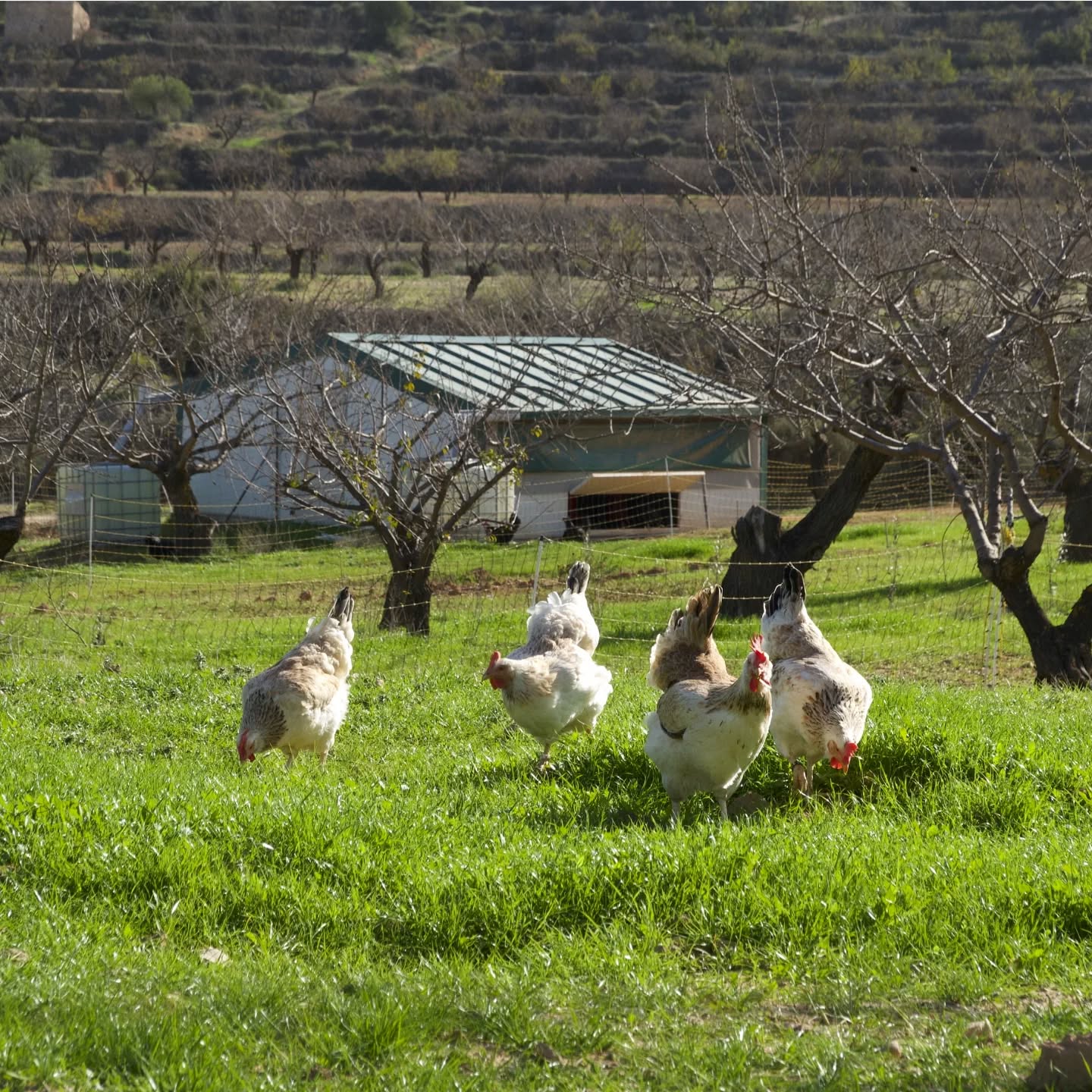 Nuestras gallinas de raza 100% Murciana disfrutando de la hierba que ha crecido en la finca gracias a las últimas lluvias.
En breve la hierba desaparecerá, ya que nuestras gallinas pasan el día ia picoteando la tierra en busca de semillas e insectos, pero gracias a nuestros gallineros móviles, podemos moverlos hacia otra zona de la finca y así pueden seguir disfrutando de la hierba mientras la anterior zona se recupera.
Es una forma de ganadería sostenible y regenerativa, donde las gallinas abonan el campo para que vuelva a crecer la hierba y ésta a su vez les sirve de alimento. Y gracias a los gallineros móviles dejamos las zonas descansar y recuperarse. También disponemos de depósitos para recoger el agua de la lluvia.
#ganaderiasostenible #gallinerosmoviles #gallinamurciana #huevosgallinamurciana #huevosecologicosmurcia