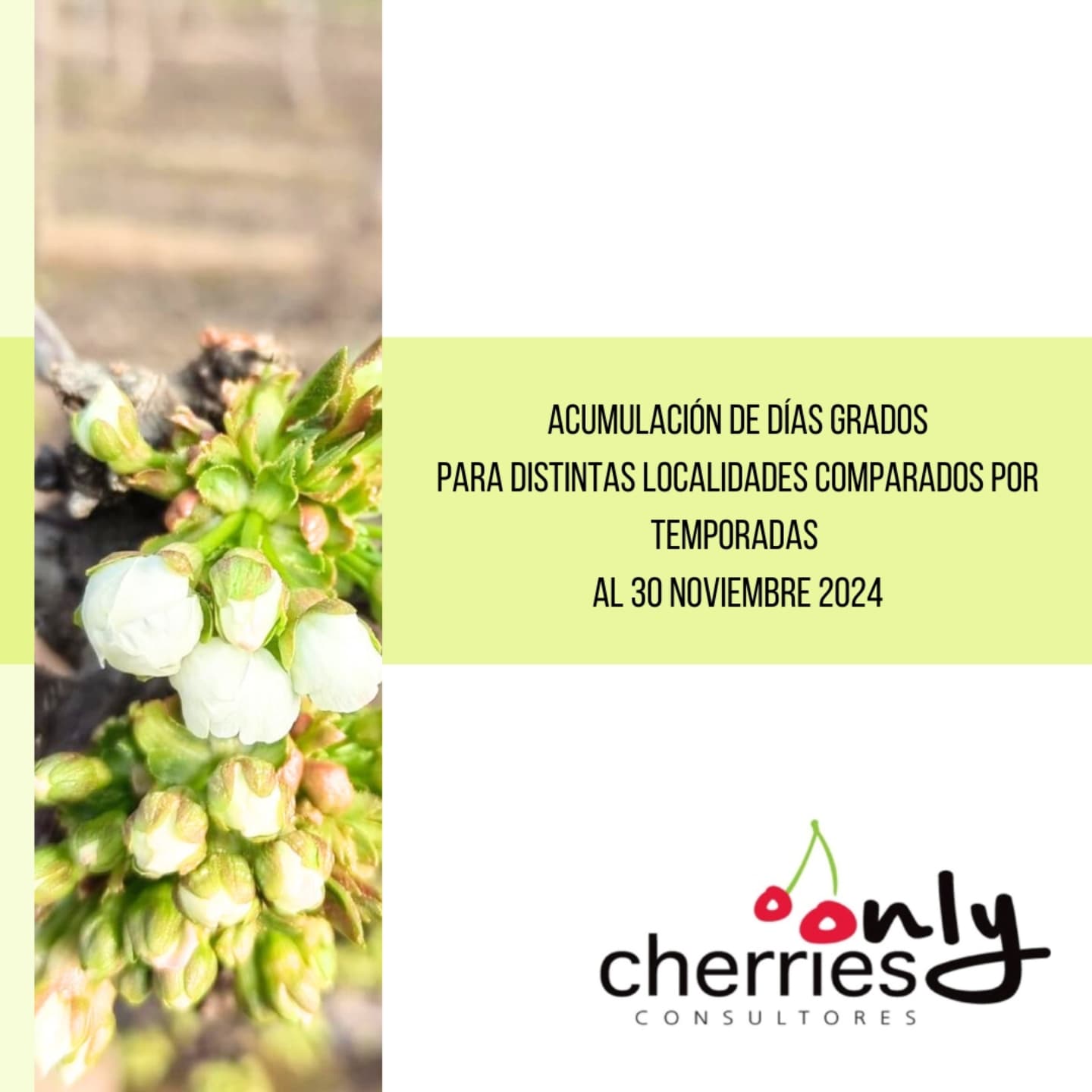Encuentra el nuevo boletín de acumulación de días grado disponible en www.onlycherries.cl
#agro #cerezas #chileagricola #agricultura #cherries #agrochile #cerezo #agronegocio #agroquimicos #mundoagro