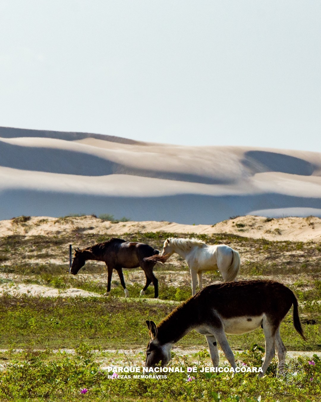 A beleza da natureza intocada do Parque Nacional de Jericoacoara.
The beauty of the untouched nature of Jericoacoara National Park
#jericoacoara #traveladventures #naturetravel #travelphotography