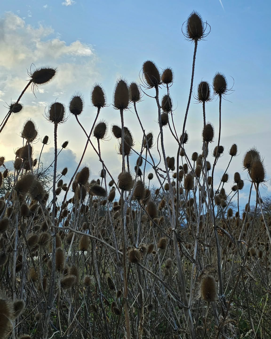 Zum Strand von Fehmarnsund, wo diese schönen Diesteln stehen, kann man vom Haus im Felde aus eine wunderbare Rundtour machen. Der Start ist beim Feldweg hinterm Haus, dann in Strukkamp rechts und wieder links durch den kleinen Tunnel. Dahinter gleich wieder rechts die Straße entlang bis zum Fehmarnsund. Den Rückweg kann man dann unter der Fehmarnsund Brücke und dann am Meer entlang bis Gold fahren. In Gold vom Deich Richtung Albertsdorf nach rechts abbiegen, bis zum Dorfteich, dort wieder rechts und dann geht am Dorfausgang die Straße 'Im Felde' wieder zurück zum Haus im Felde. Entweder als langer Spaziergang oder kleine Radtour eine echte Empfehlung.
#hausimfelde
#Fehmarn
#ferienwohnungen
#urlaubmithund
#Urlaubammeer
#ferienappartment
#diestel
#Radtour
#Wanderung
#Ostsee
#albertsdorf
#Schleswig-Holstein
#winterspazietgang
#Windsurfen
#kiten
#wingfoil
#ferienammeer
#rundweg
#holidayattheocean
#holidayappartements
#balticsea
#walkattheocean
#biketour
#holidaywithdog
#walkthedog