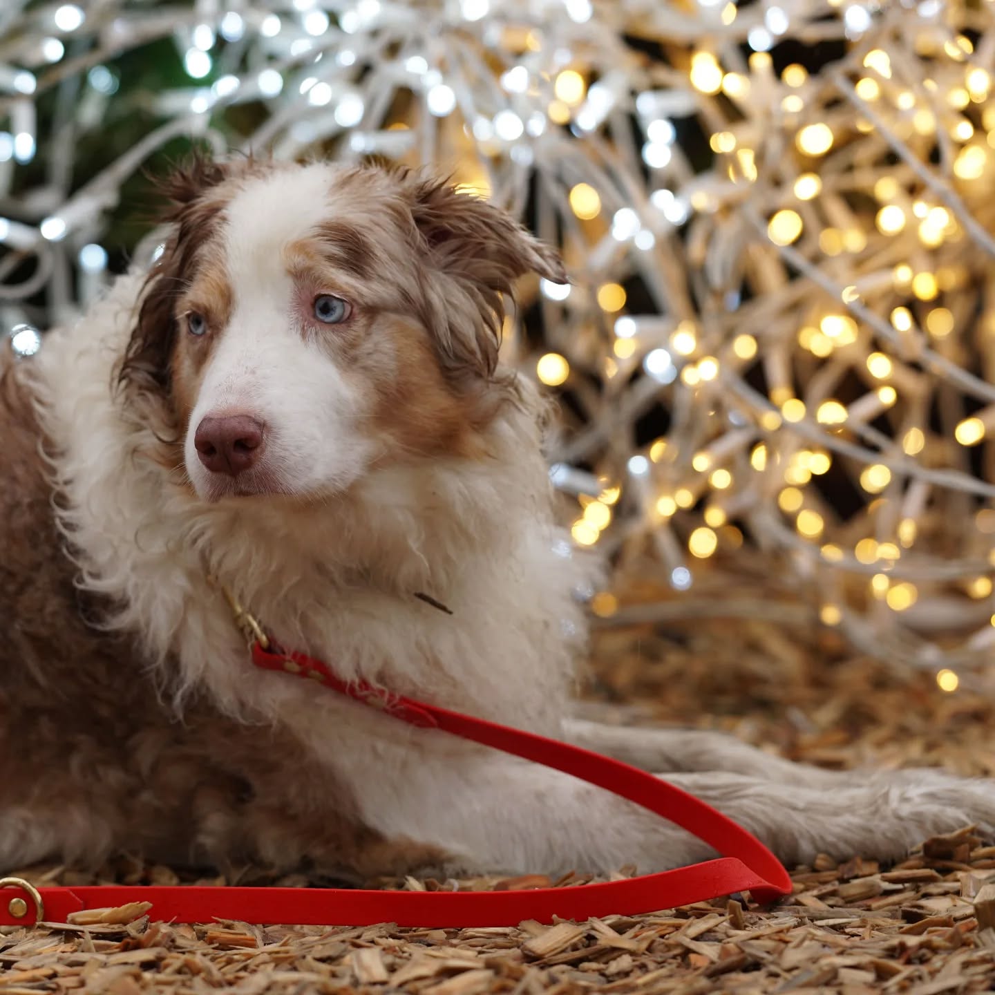 🎄✨ Der 3. Advent: Zeit für kleine Freuden! ✨🐾
Die Kerzen brennen heller, und die Vorfreude auf Weihnachten wächst – auch bei euren Fellnasen! 💕
🎁 Adventsspecial – nur heute:
Zu jeder Bestellung legen wir ein liebevoll zusammengestelltes Snackpaket für eure Vierbeiner dazu. Weil die Adventszeit auch für sie besonders sein sollte!
🌟 Unsere handgefertigten Hundeleinen sind das perfekte Geschenk – praktisch, stilvoll und mit Liebe gemacht. Jetzt bestellen und noch vor Weihnachten erhalten
👉 www.wunsch-leinen.de
#DritterAdvent #FellnasenFreude #HandgemachtMitHerz #Adventsüberraschung
#Weihnachten #Weihnachtsgeschenke #Weihnachtsgeschenkefürhundefreunde #Hundefreunde #hundeaccessoiress #Wunschleinen