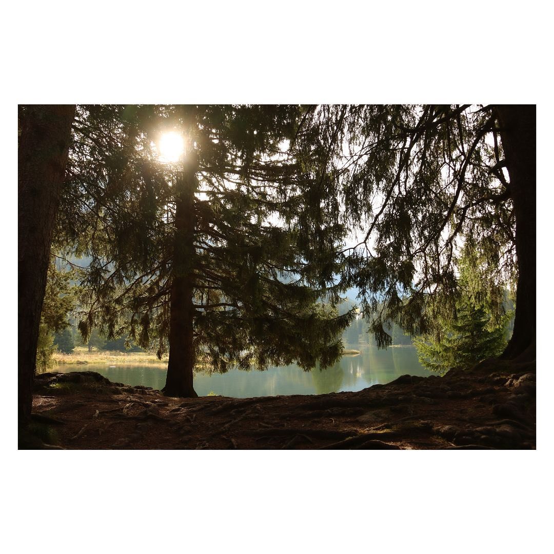 Whispering pines by the lake 🌳
#graubuenden #graubünden #lenzerheide #lake #pines #canon #canonphotography #canonphoto #nature #naturephotography #naturegeography