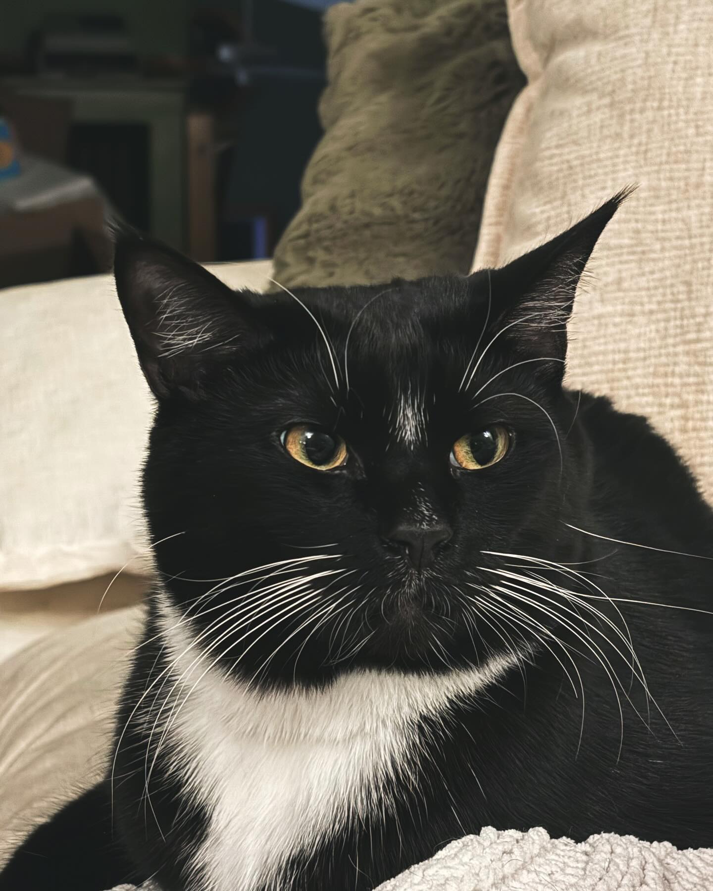 Memphis is starting to like this whole winter thing. It means cozy cuddles on the couch all the time. ❄️