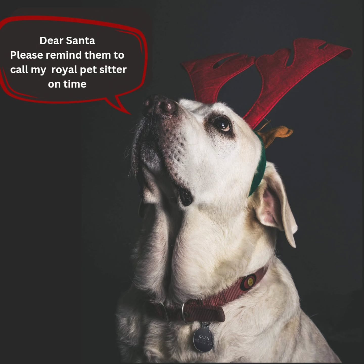 This is the first photo shoot we did with my beloved Kaza on Christmas 2018.
After that year I never had the chance to spend any Christmas or New Year eve with him since as a pet sitter, for us this is the busiest time of the year.
The holiday season is often described as the most wonderful time of the year—a time for family, celebration, and togetherness. However, for those of us in the pet-sitting profession, it’s also one of the most challenging times. While we are committed to providing the best care for other people’s beloved pets, at the same time we are faced with the bittersweet reality of leaving behind our own pets and families during this special season.
Caring for pets is more than just a job, it’s a passion and a responsibility we take seriously. Each pet we care for has its own unique needs, routines, and difficulties, and it’s our duty to ensure they feel loved, safe, and comforted in their owner’s absence. We pour our hearts into this work because we understand how much these animals mean to their humans.
But behind the scenes, there’s another story. For many pet sitters, the holidays mean missing out on the very things we’re helping others enjoy. It’s rewarding work, but it comes with sacrifices and leaving our own pets behind can be particularly hard. The guilt of leaving them, is something we carry quietly as we go about our duties.
Despite these challenges, we continue to do what we do because we know how important our role is. Pets are family, and leaving them in good hands gives their humans peace of mind. The gratitude we receive from pet owners, the wagging tails and purring companions we care for, and the knowledge that we’ve made a difference—these things make the sacrifices worthwhile.
For the Cats and Dogs Team: let’s take a moment to acknowledge the incredible work we do, especially during the holidays.
And to the pet owners who entrust us with their furry family members: thank you for your trust, your kindness, and for recognizing the love and effort we pour into our work. It’s not always easy, but it’s always worth it.
Thank you for the trust and support all these years.